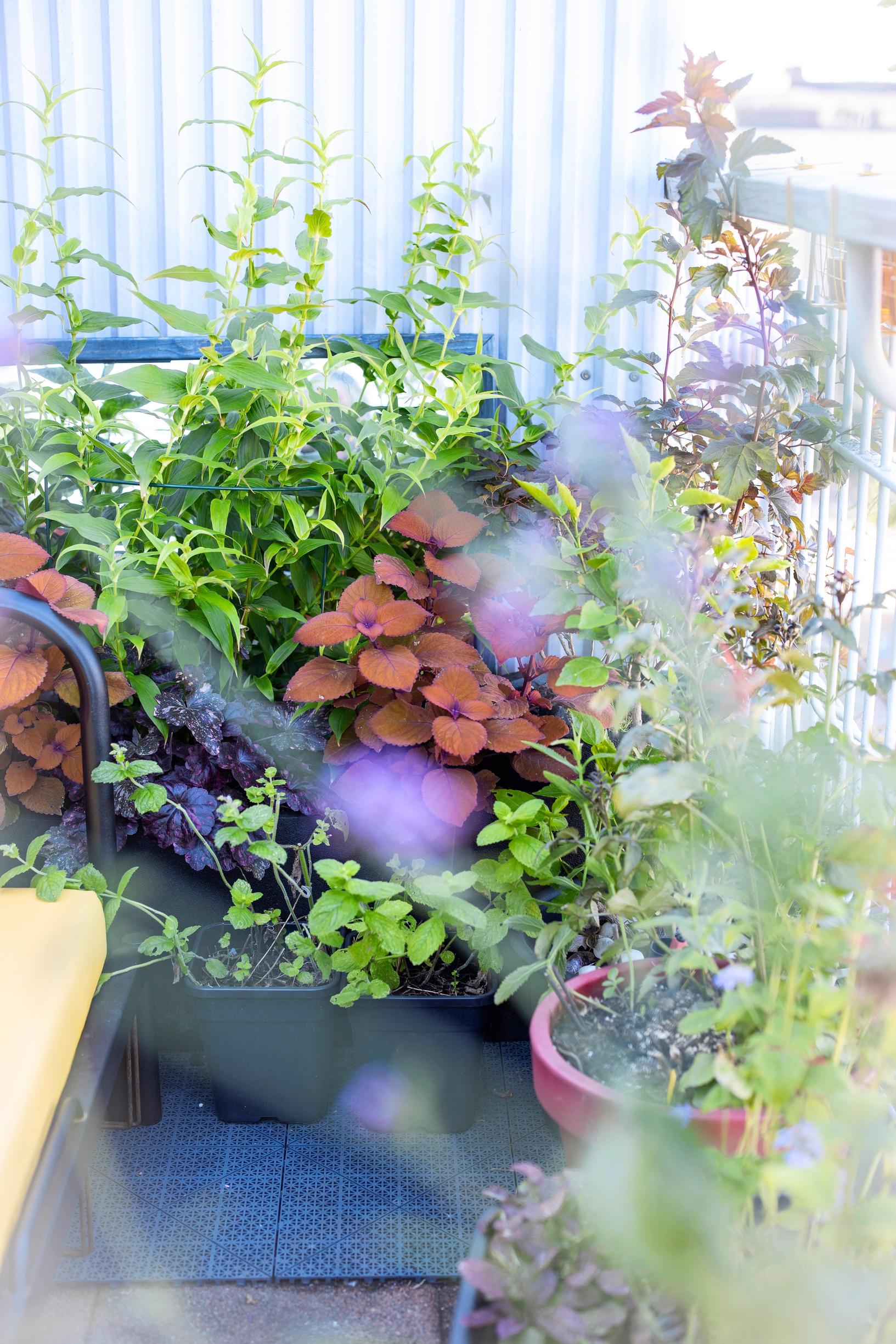 Balcony garden: Coleus and herbs