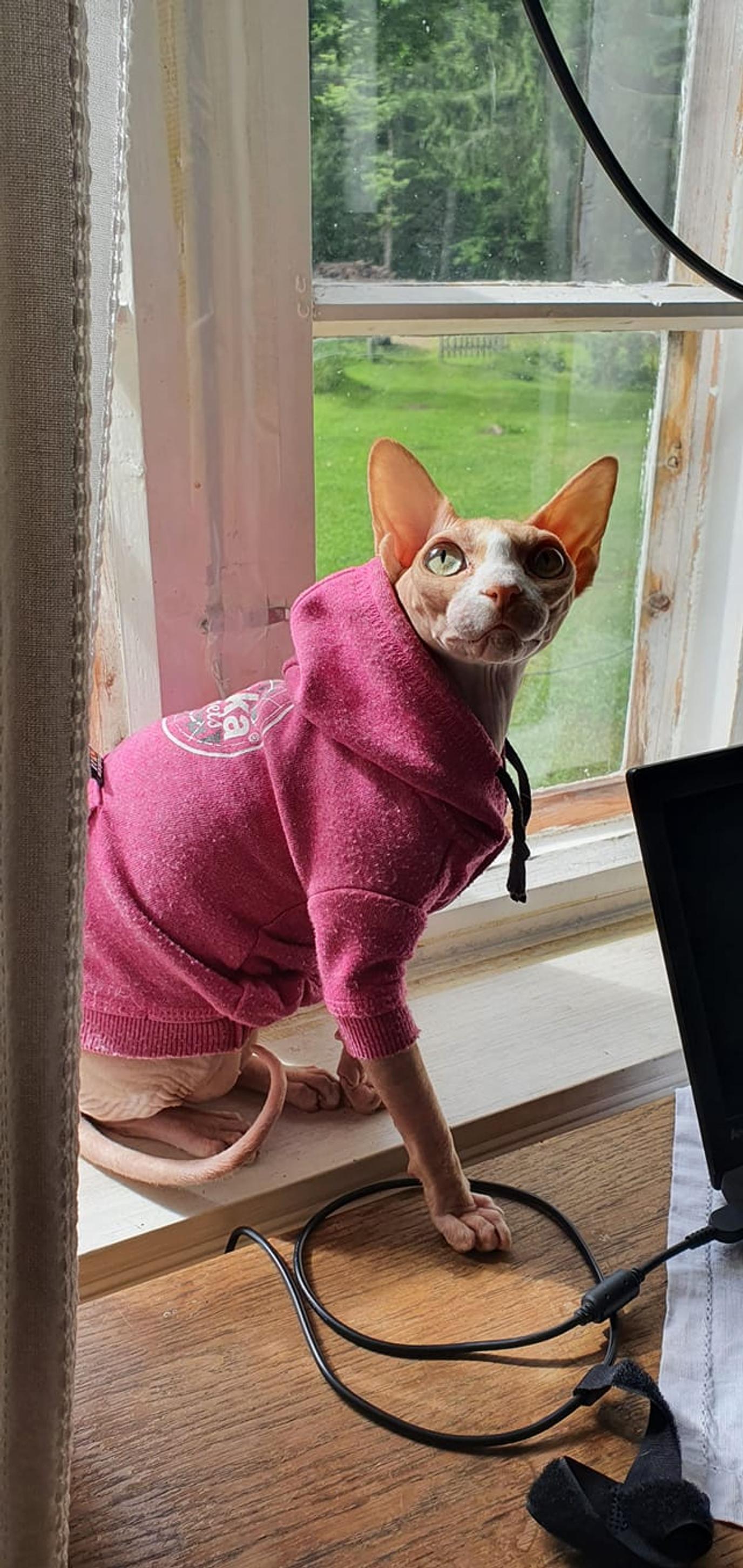 Ruusu the cat in a hoodie