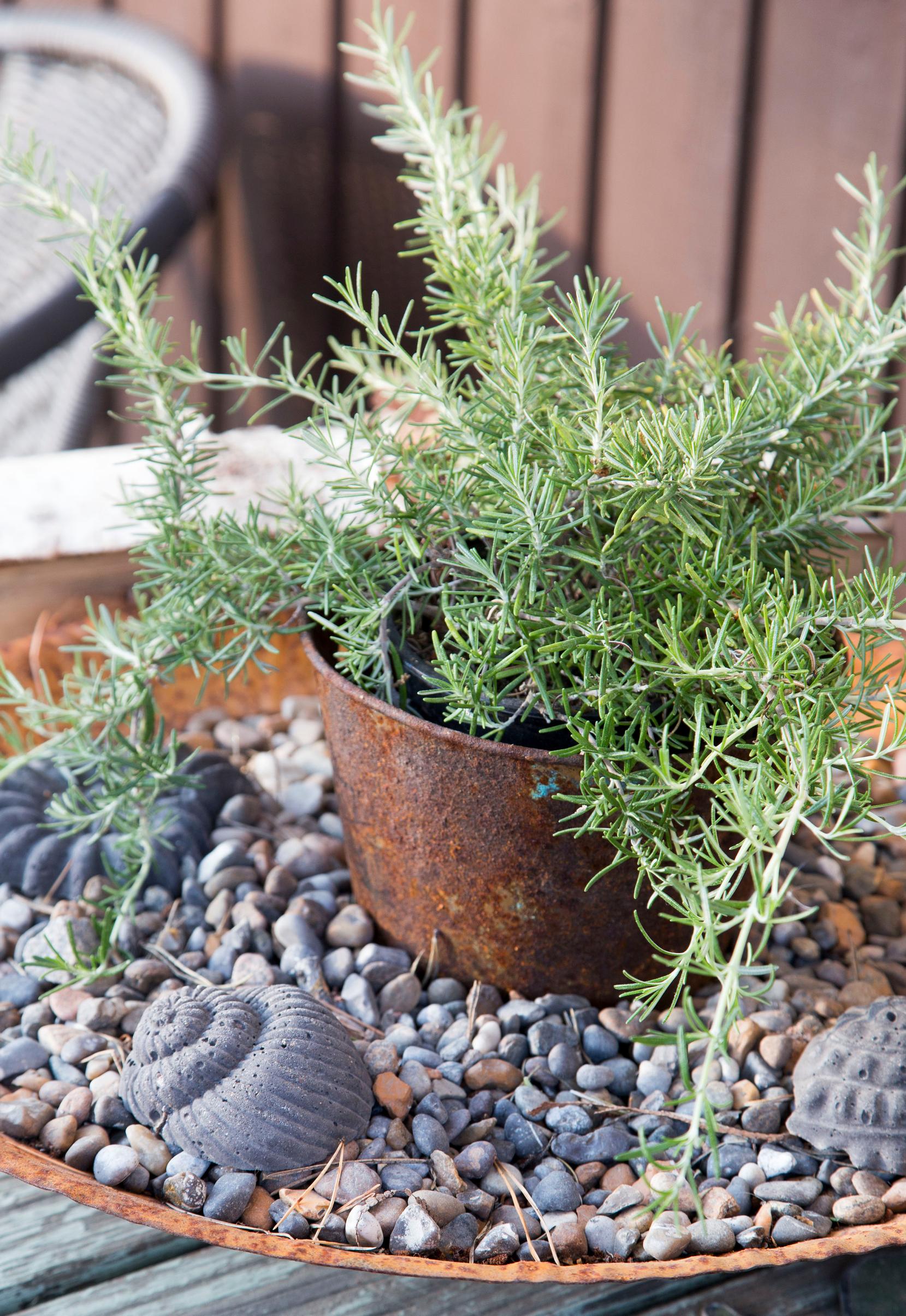 Rosemary in a pot