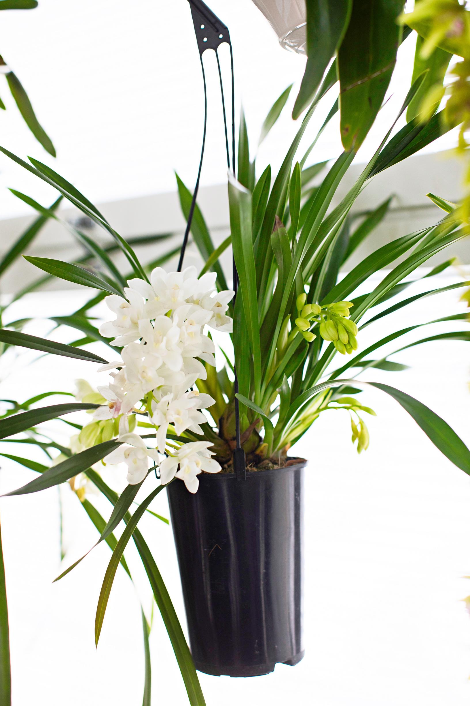 Orchid. ‘Ice Cascade’ cymbidium.