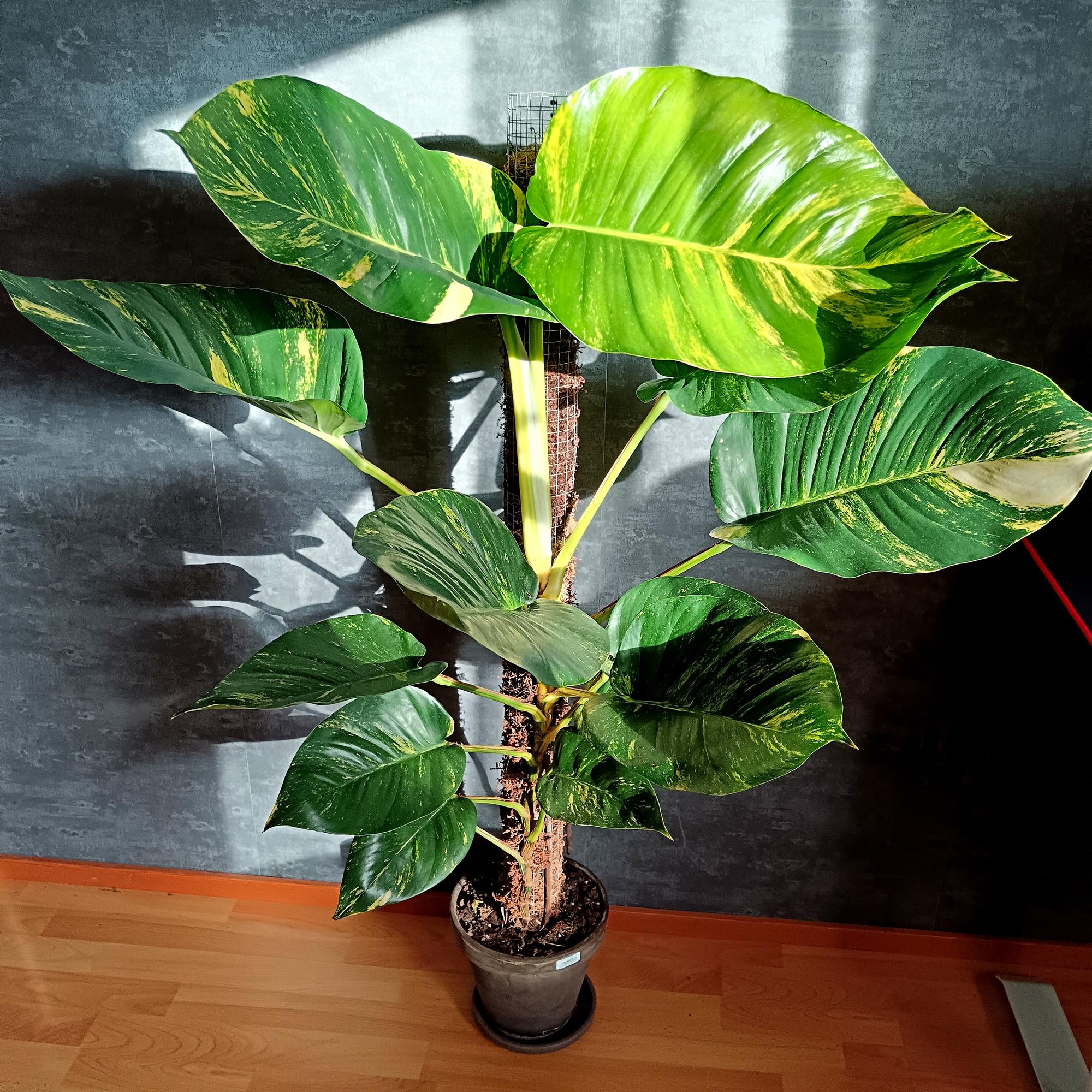 large-leaved golden pothos