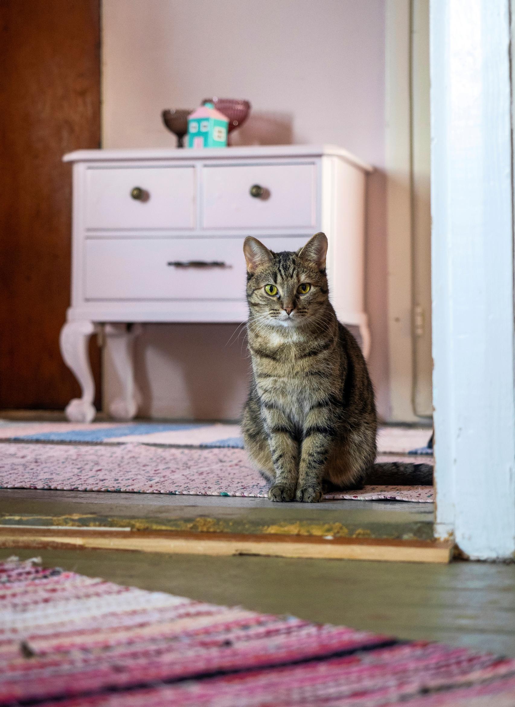 A cat looking towards the camera
