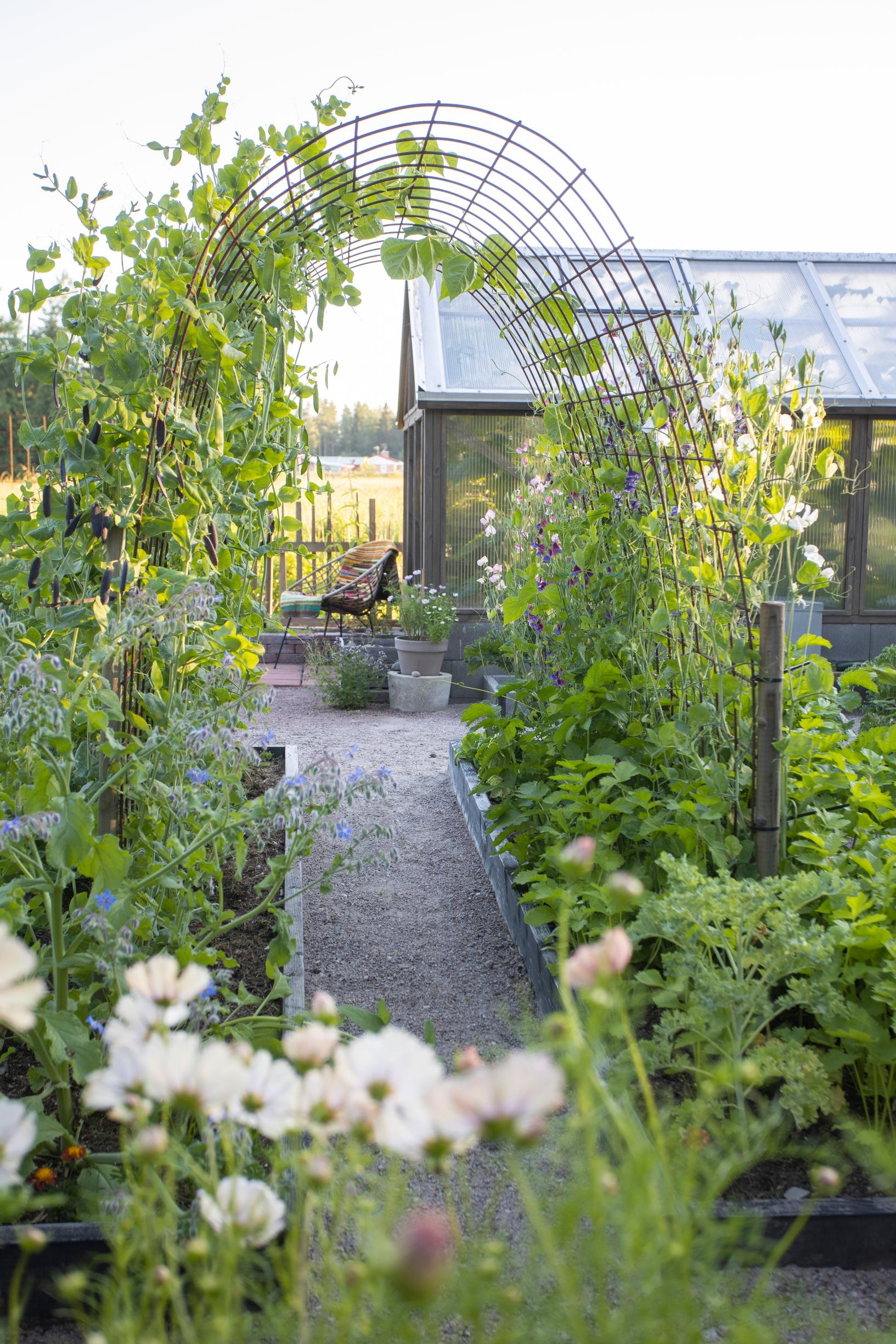 Kitchen garden: Sweet peas grow on the right side of the archway, while peas climb on the left.
