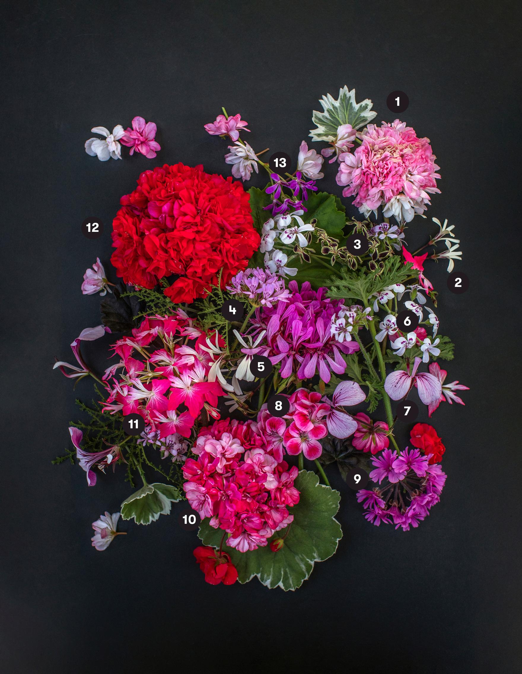 Different Pelargonium varieties together.