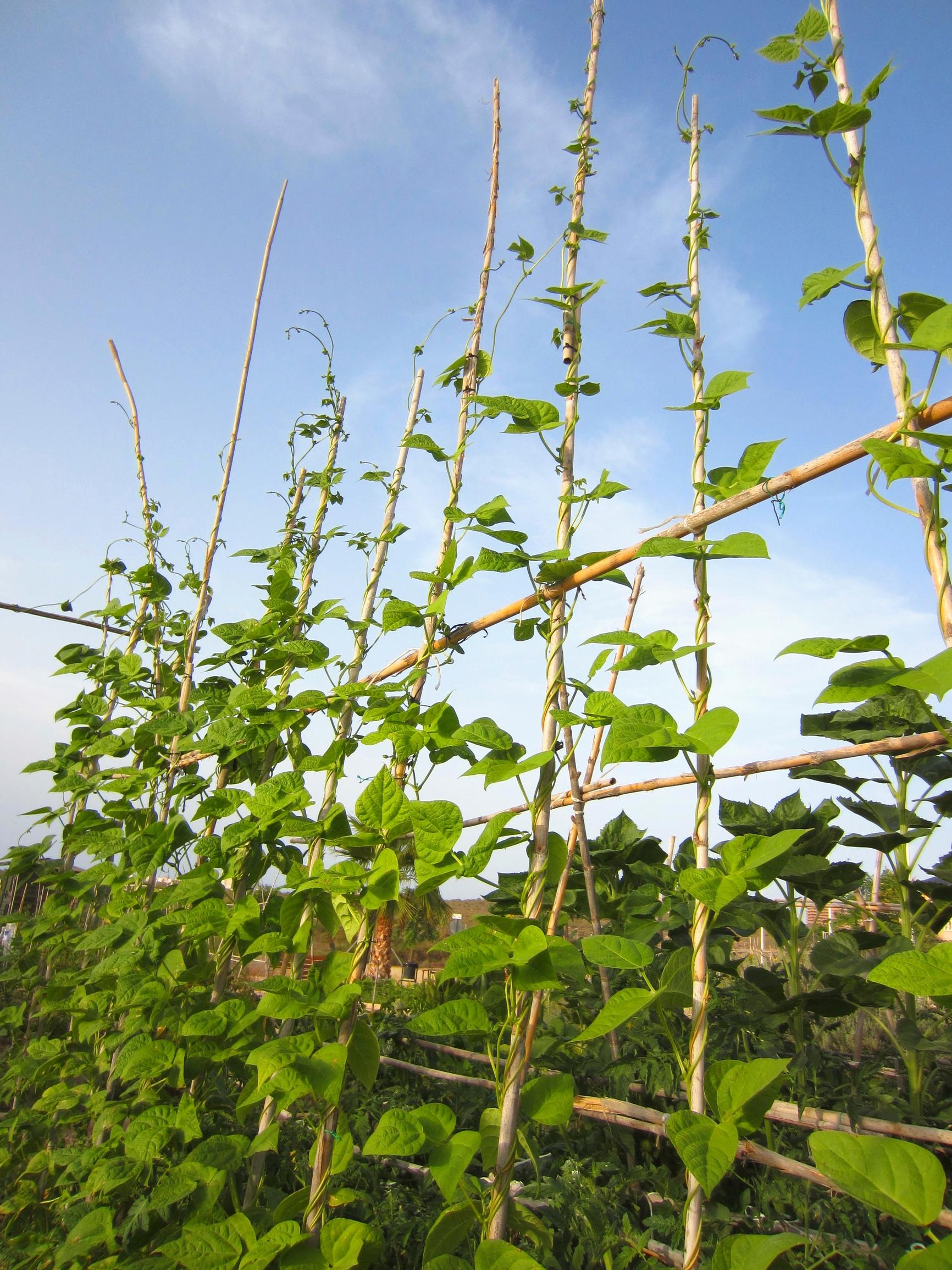 Beans on a trellis.