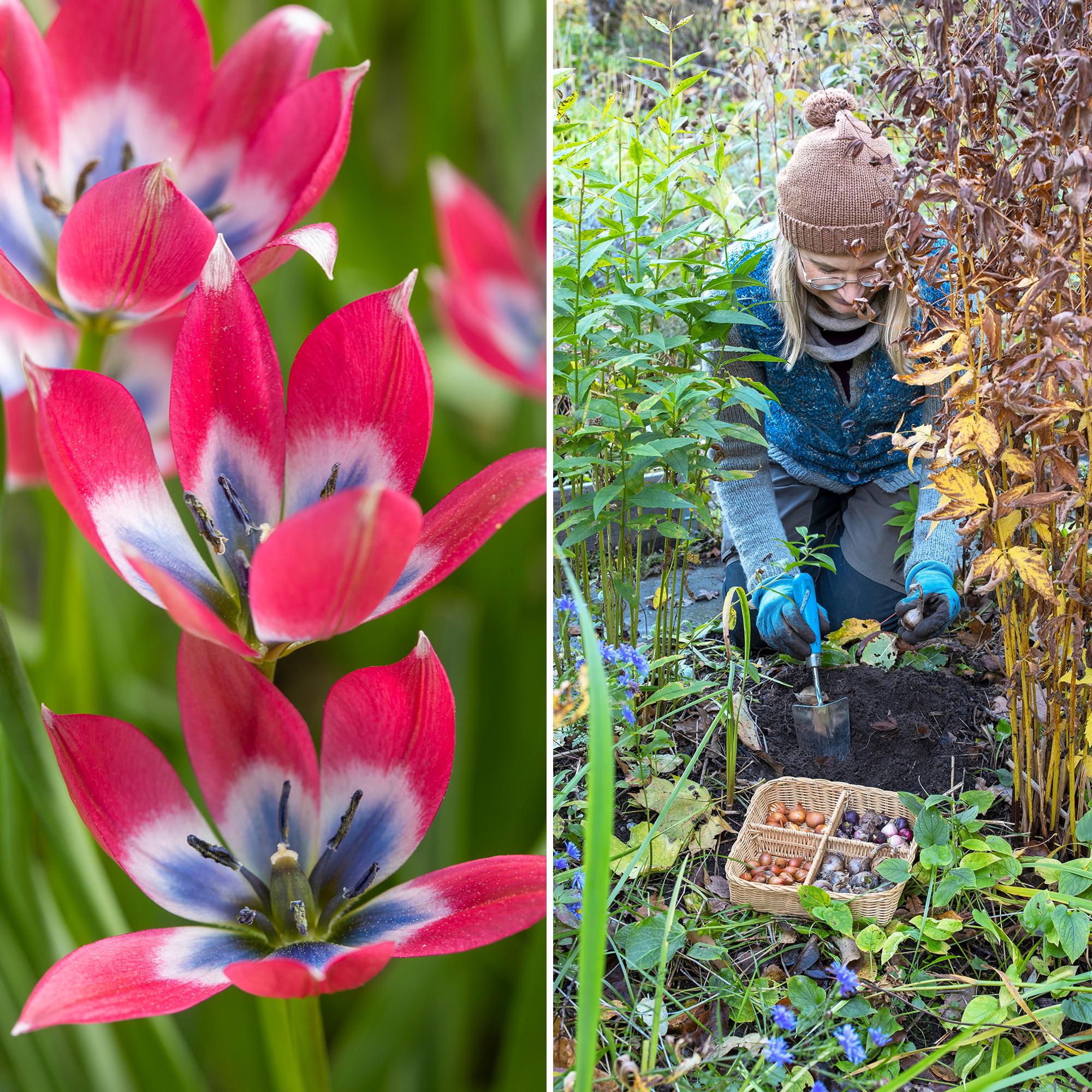 Dry or moist soil? Here’s how to plant bulbs in the right spot and at the right depth