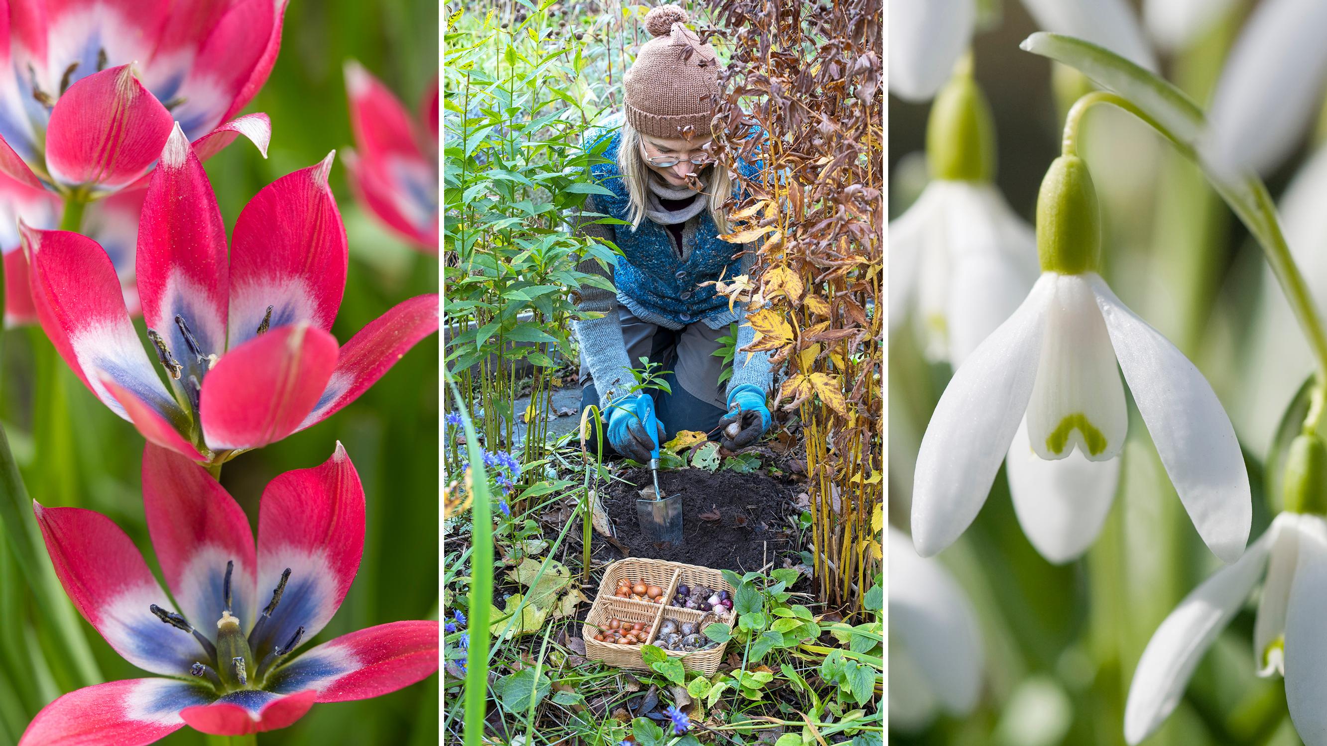 Dry or moist soil? Here’s how to plant bulbs in the right spot and at the right depth