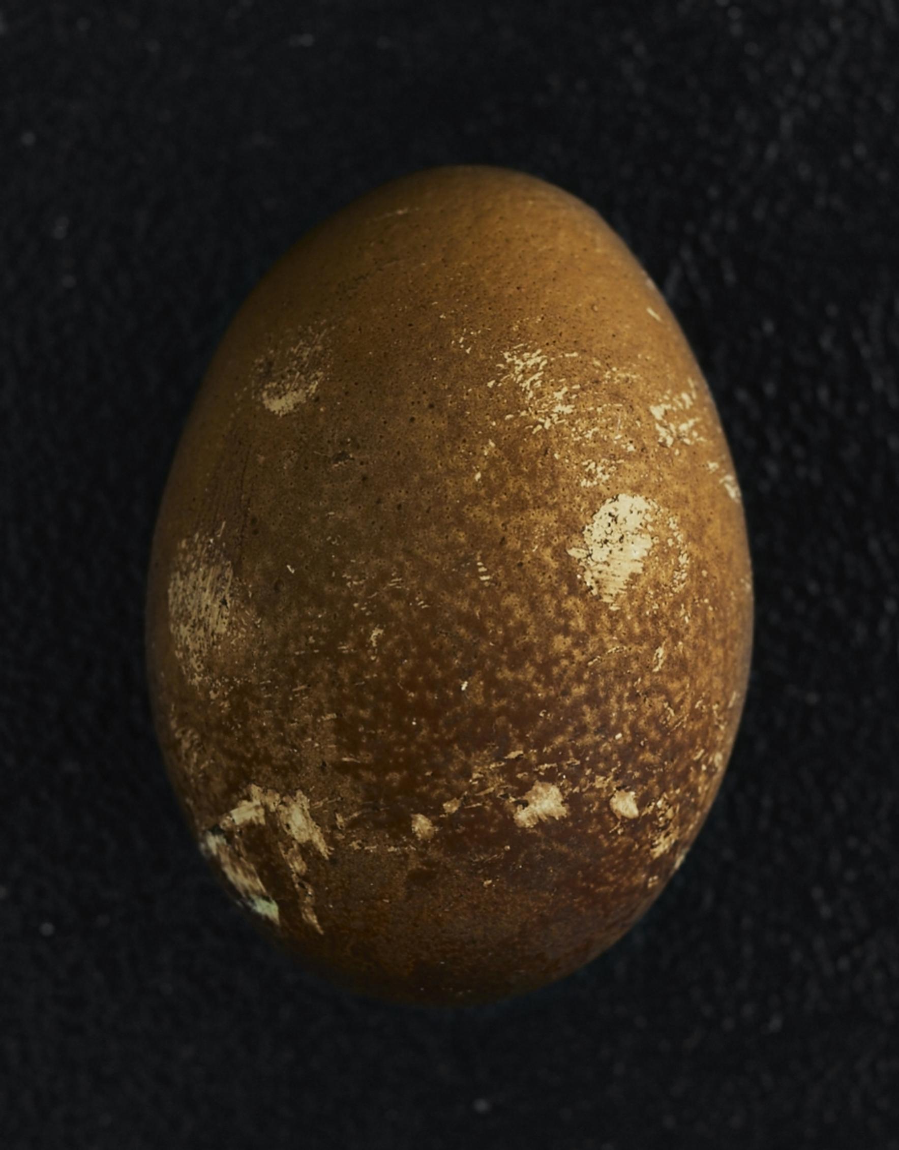Egg dyed with coffee