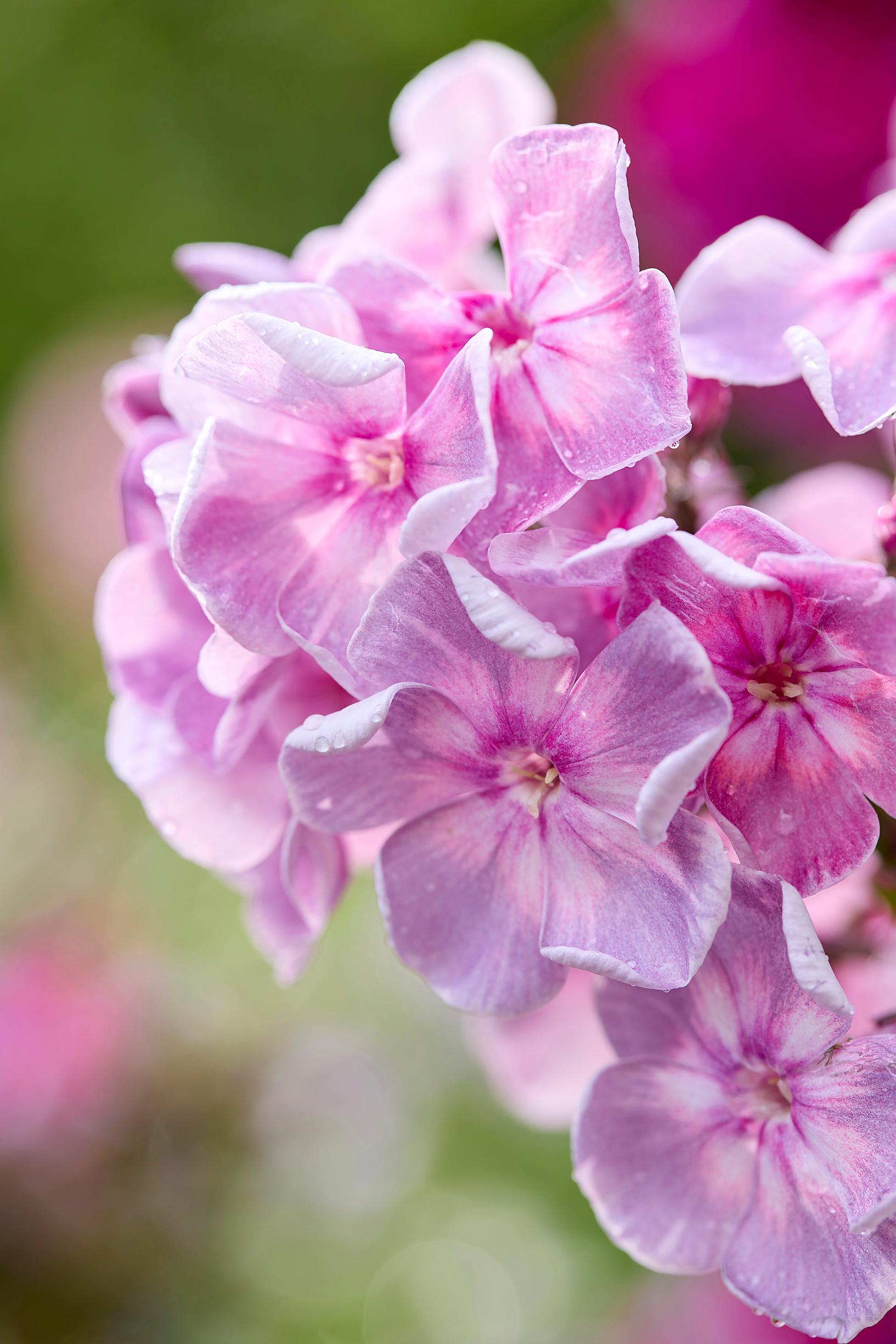 pink phlox