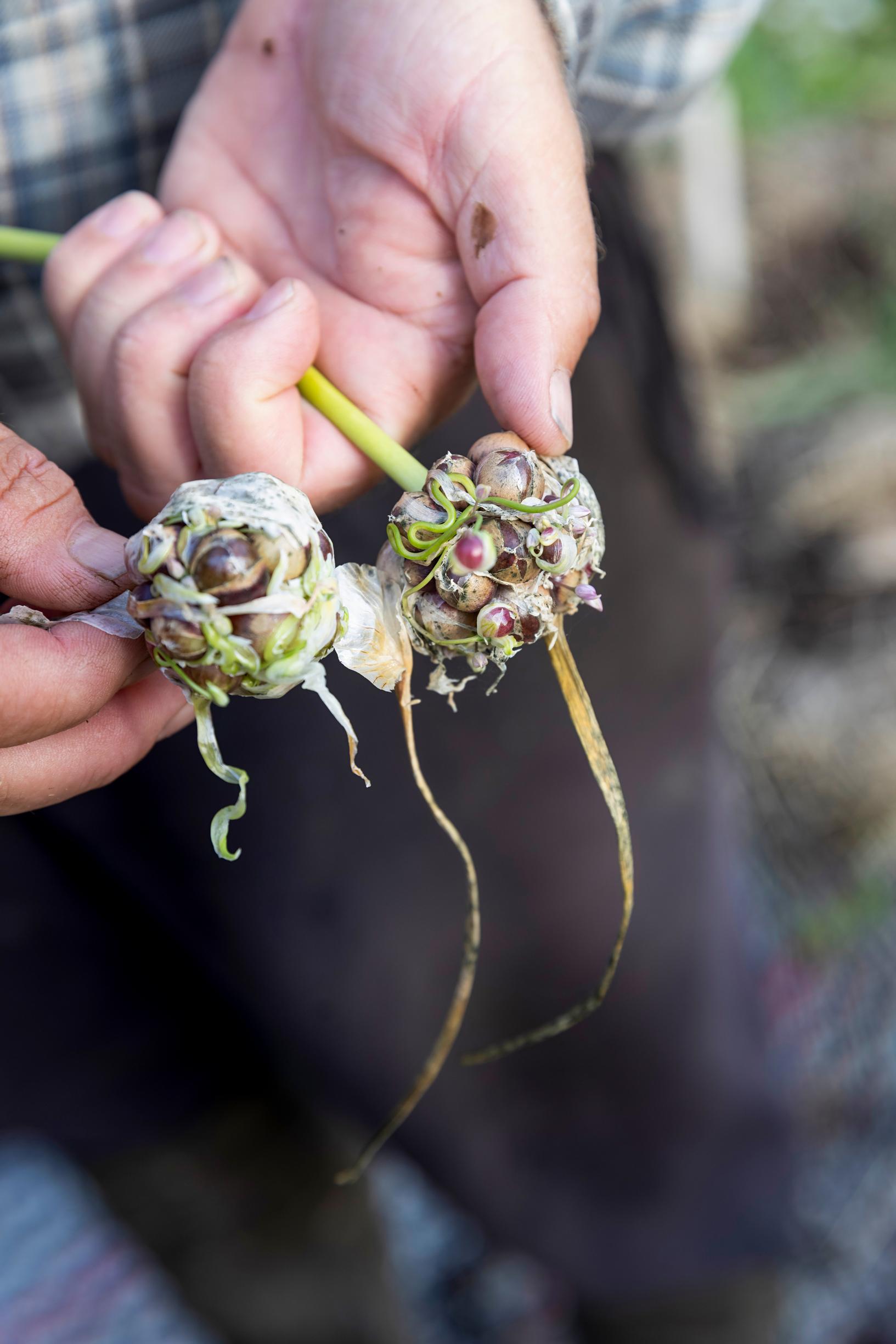Garlic varieties can be renewed from bulbils.