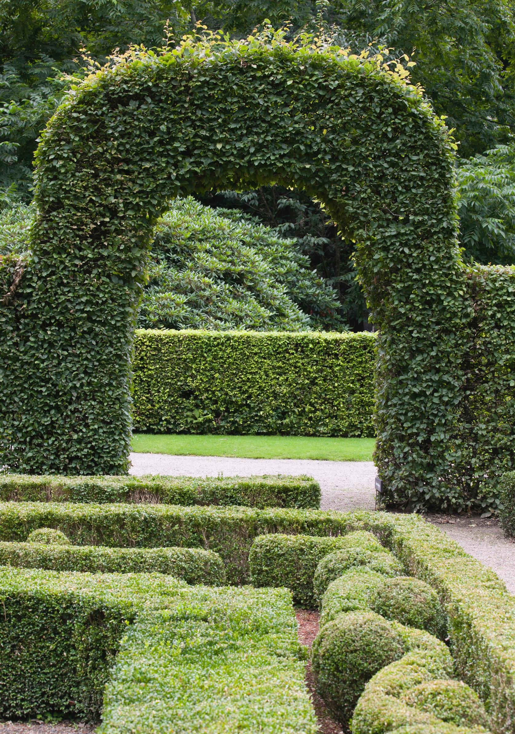 Hawthorn hedge: expert tips for planting, growing, and pruning