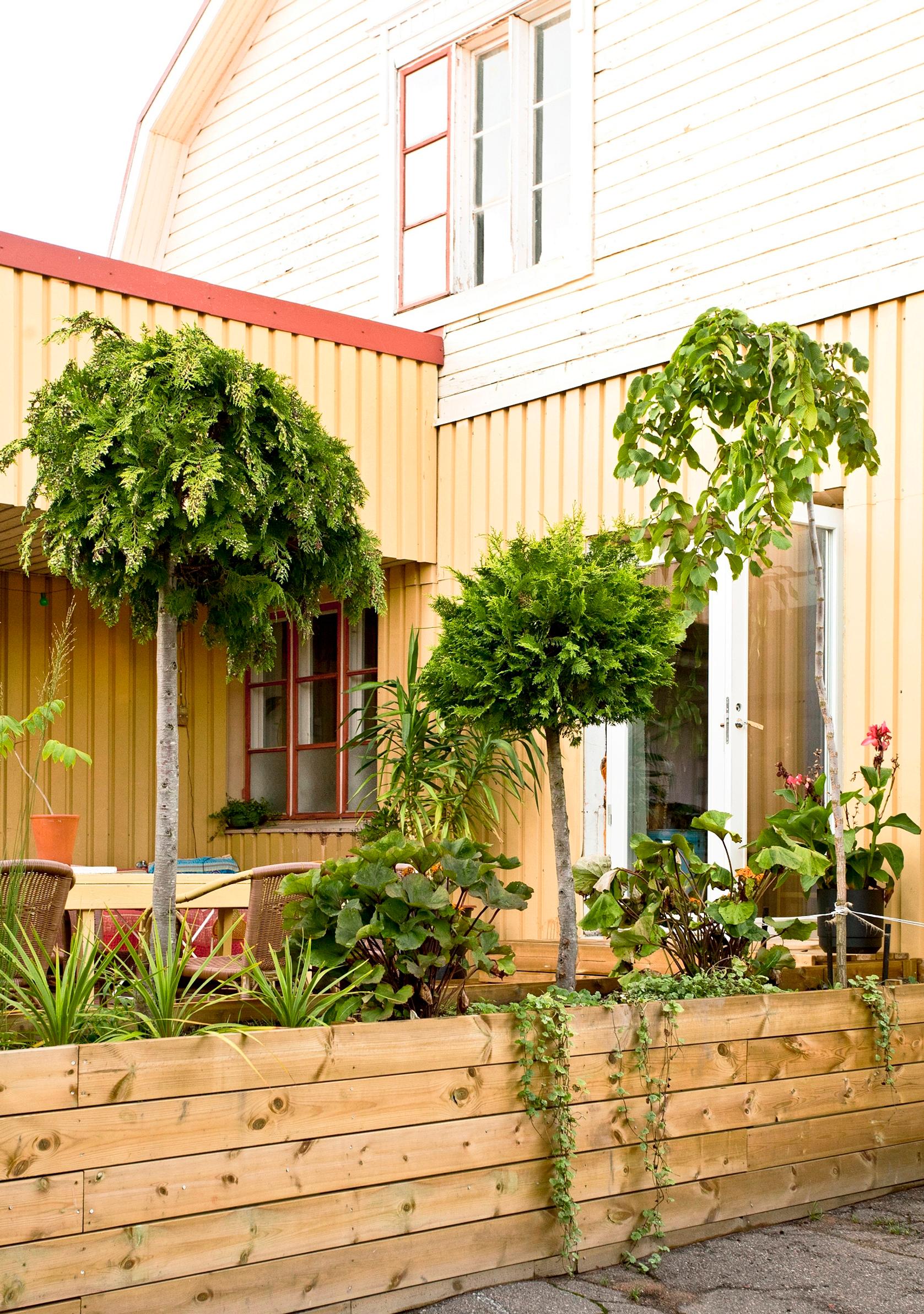 Yard trees growing in planter boxes