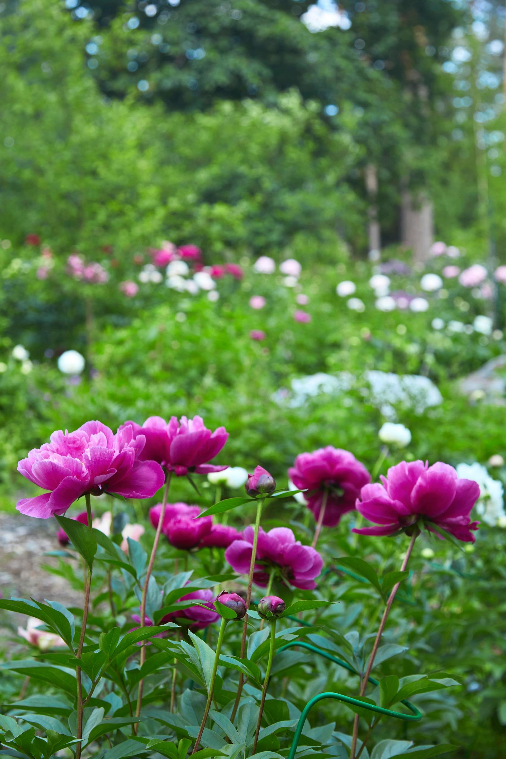 ‘Dancing Butterflies’ puts out numerous thin stems.