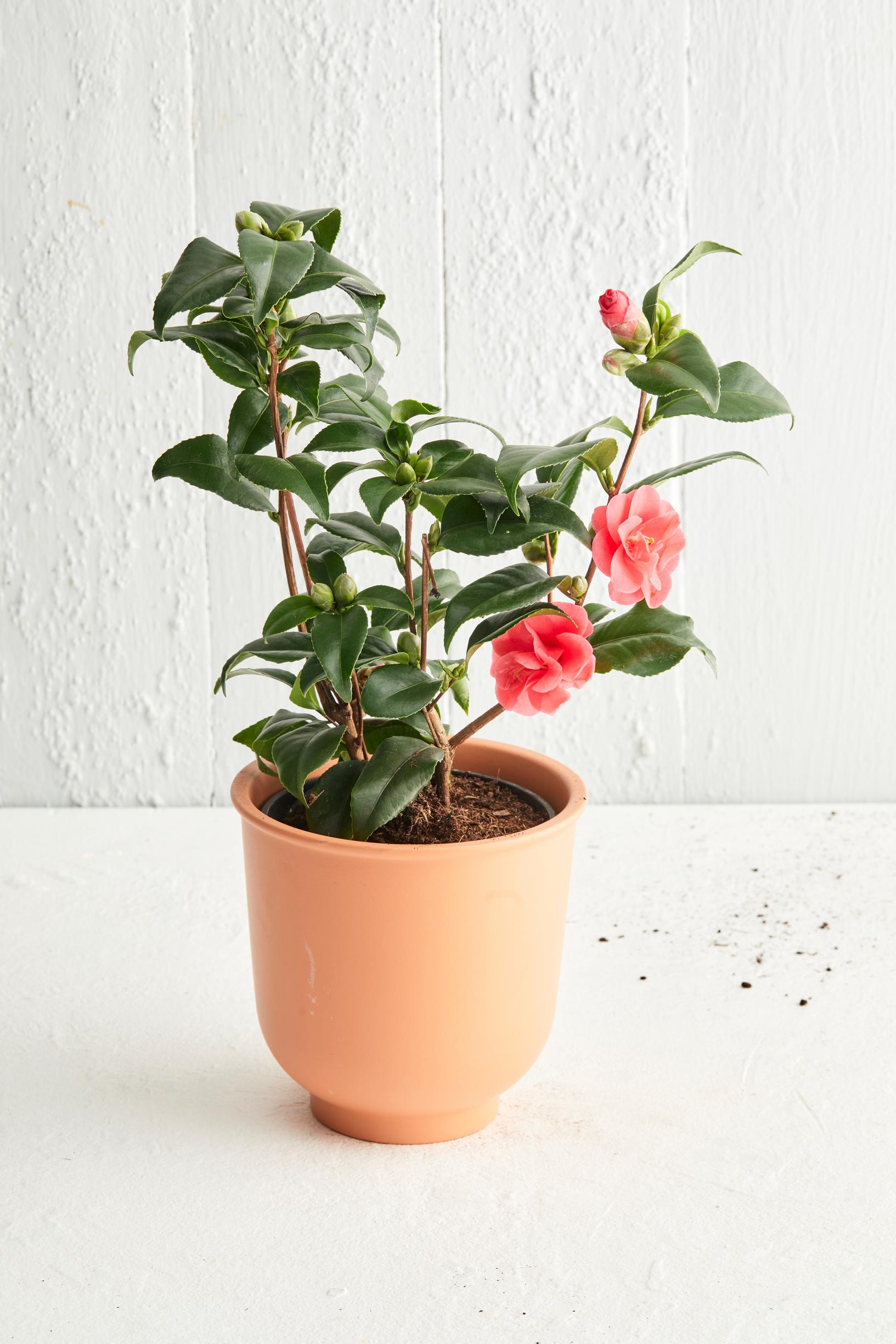 Valentine’s Day flowers: camellia