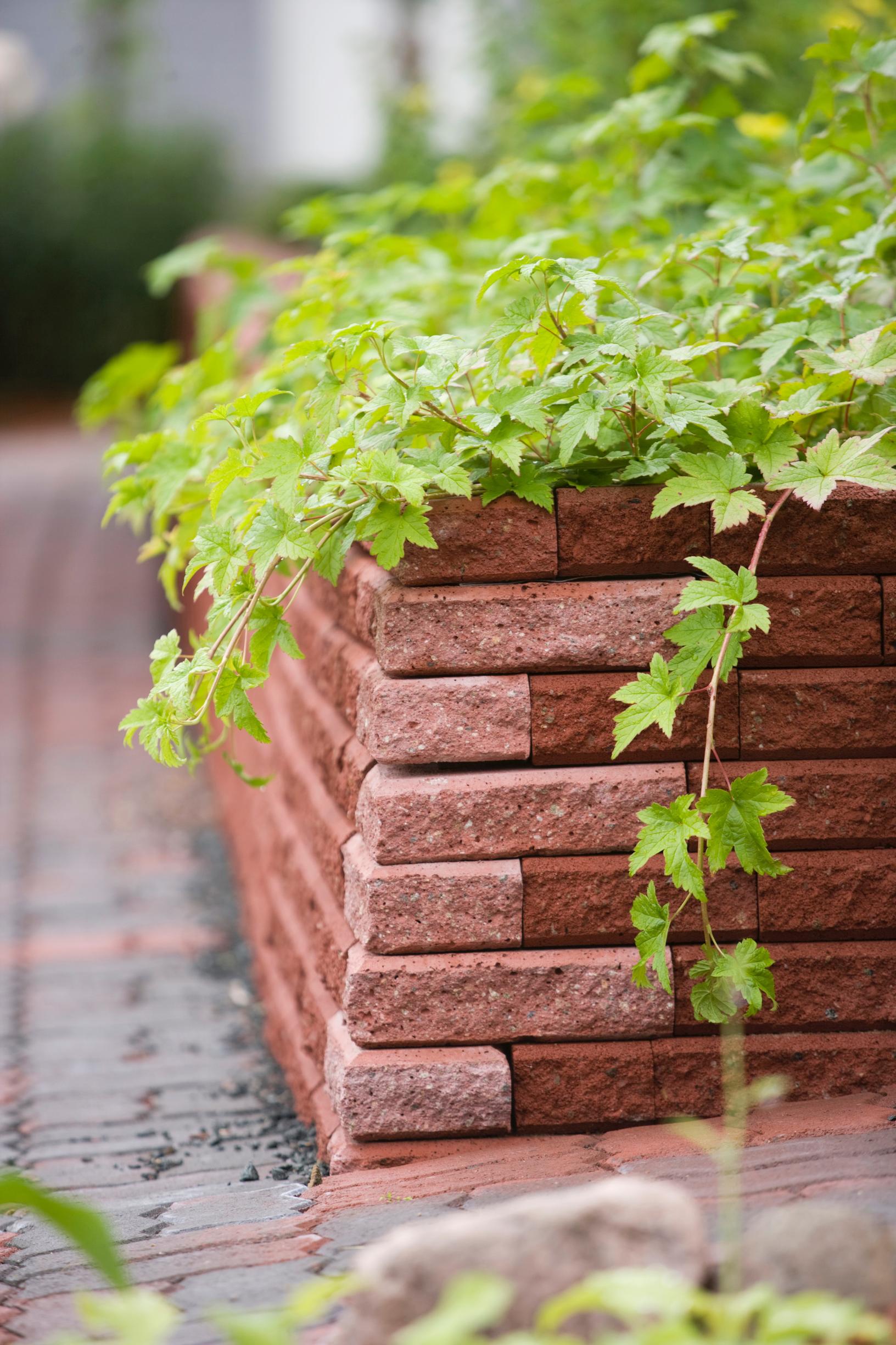 ground cover plants