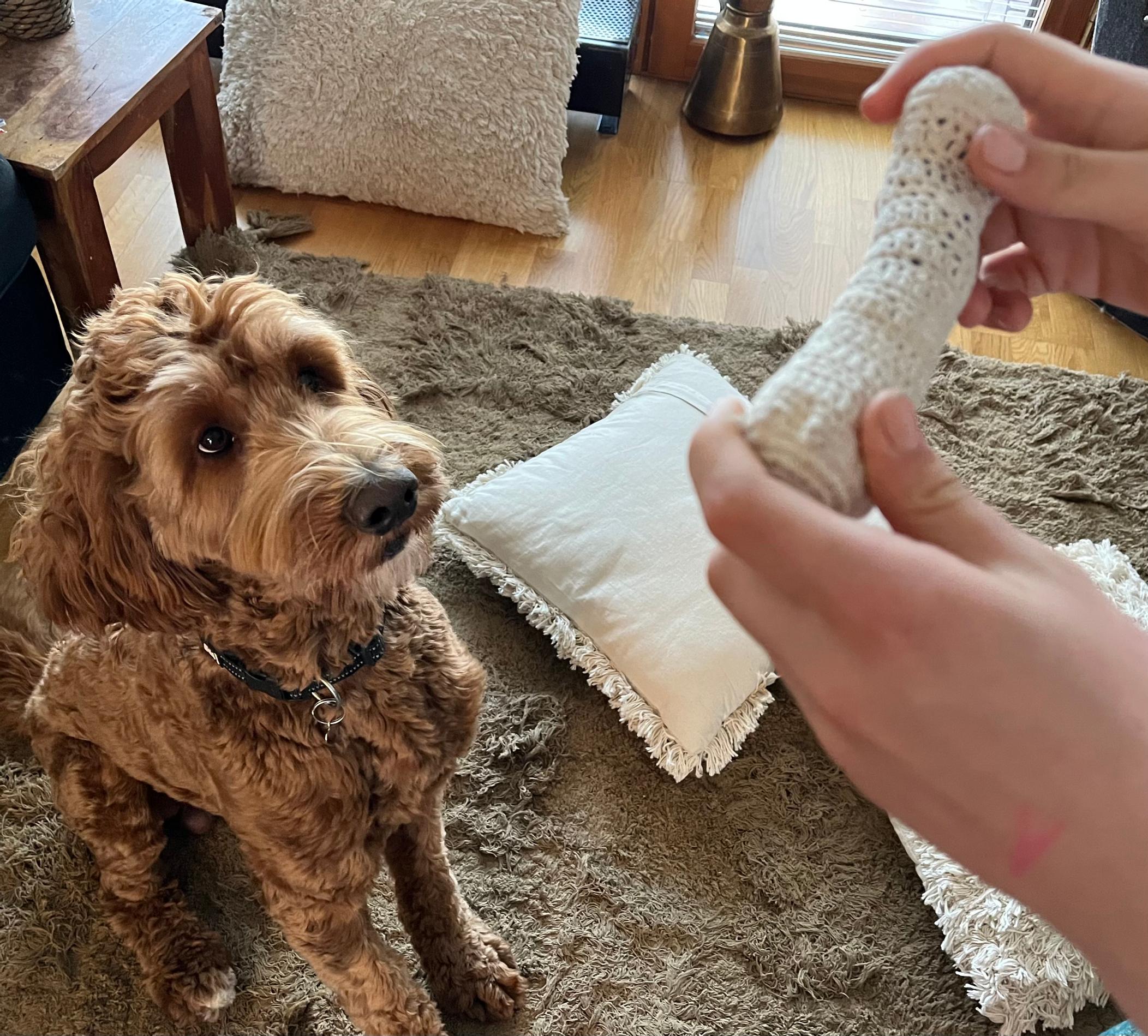 Australian Labradoodle Aku with his crochet toy