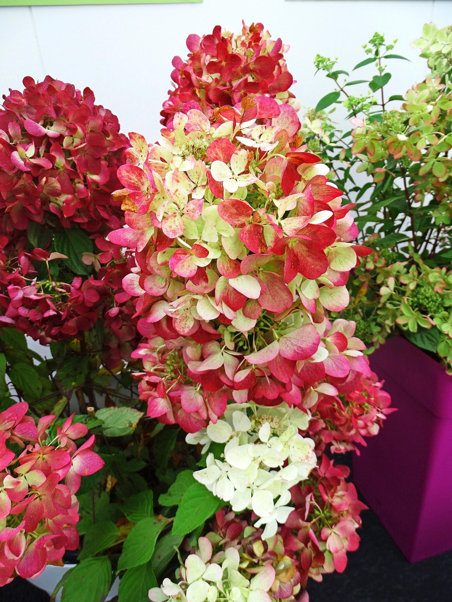 peegee hydrangea