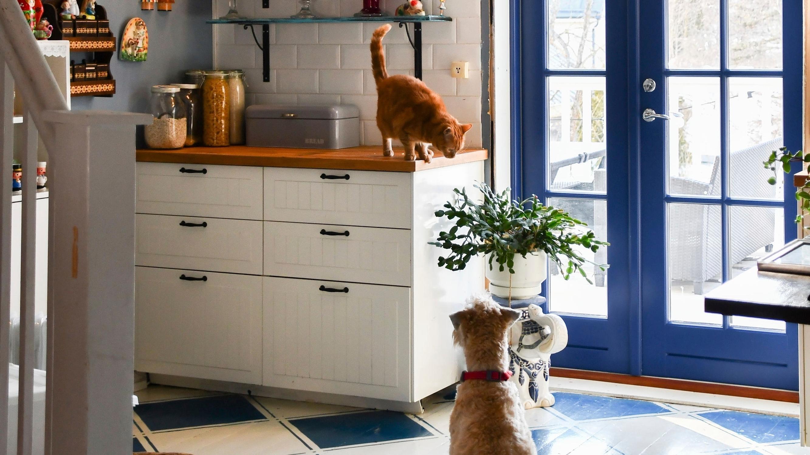 Suvi’s persistent dream doubled their home: a lightning-fast duplex deal