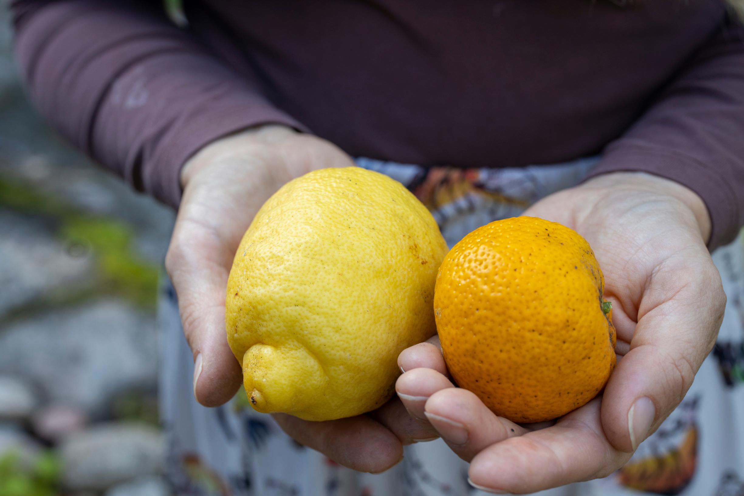 Fruits grown from one's own citrus trees