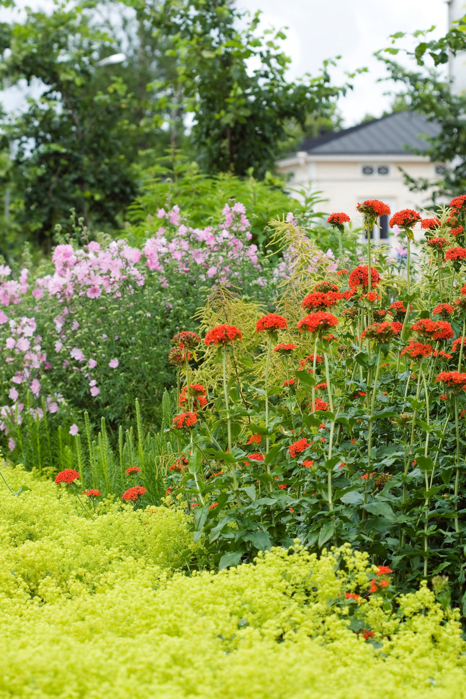 ground cover plants: Lady’s mantle