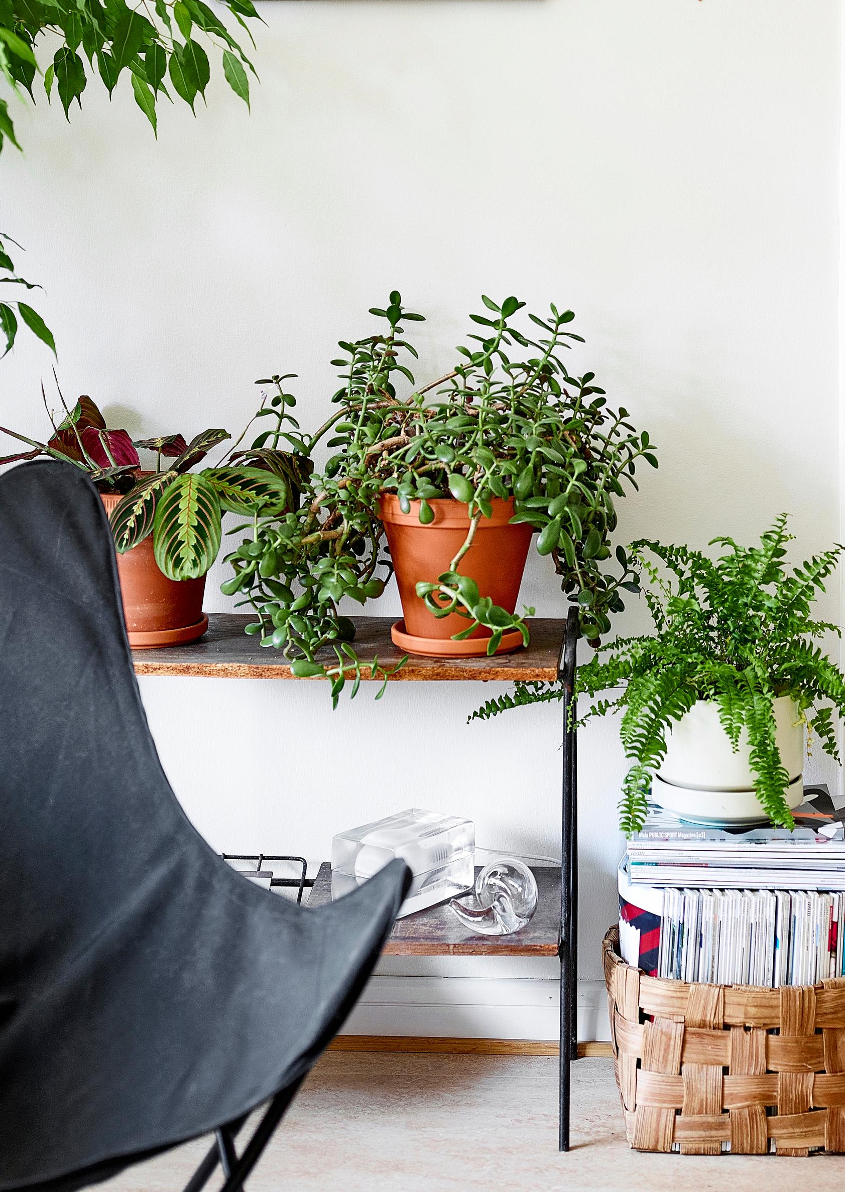 Jade plant care