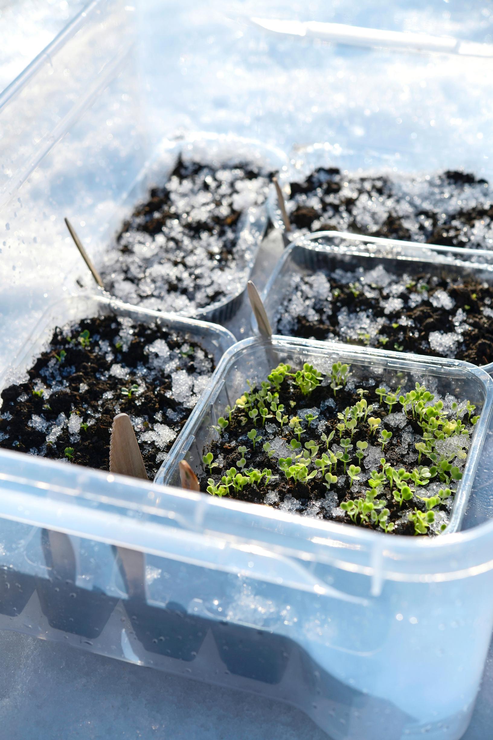Pak choi is among the first to sprout in winter sowing.