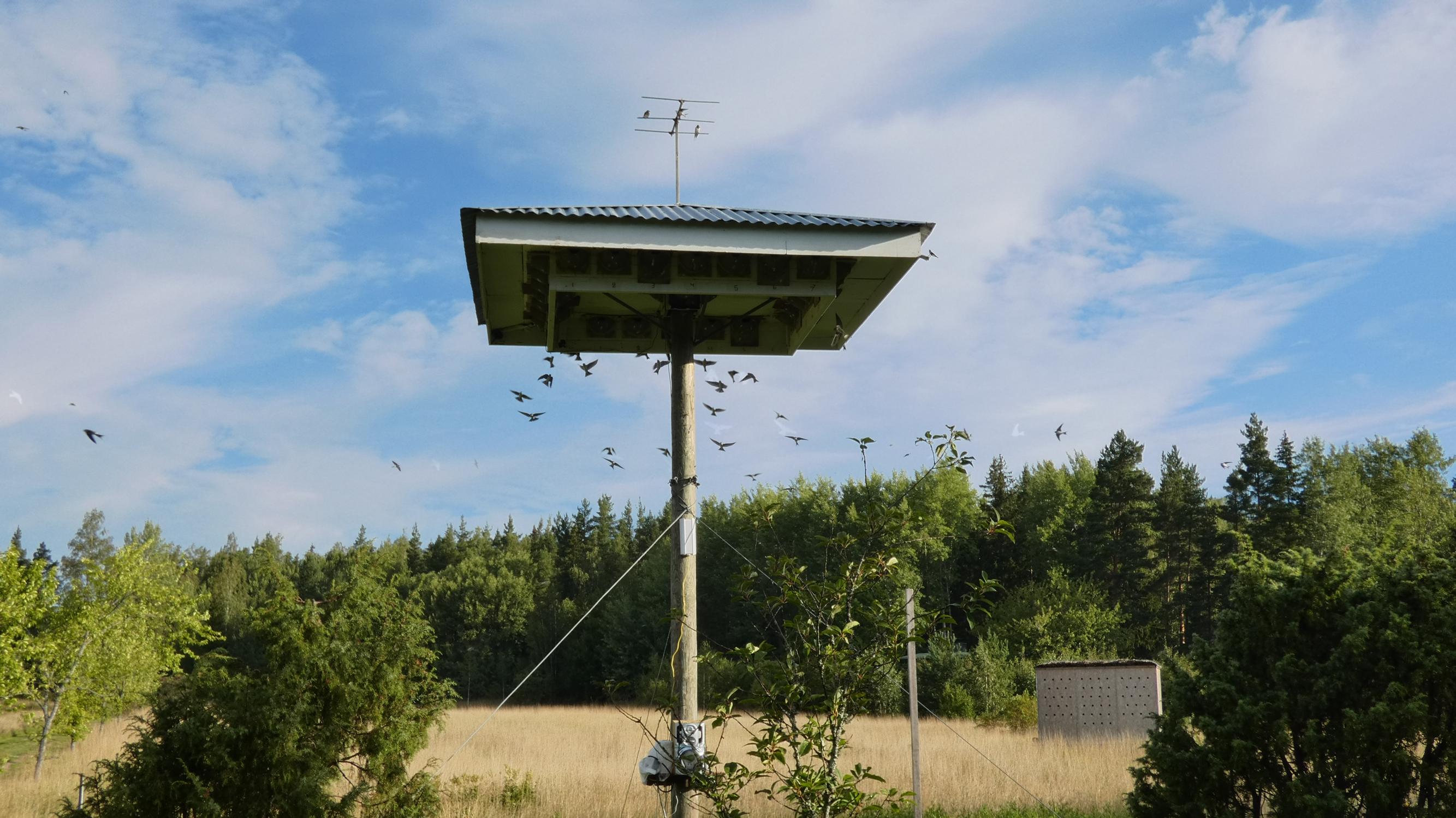 A house martin hotel on Henriksson’s property.