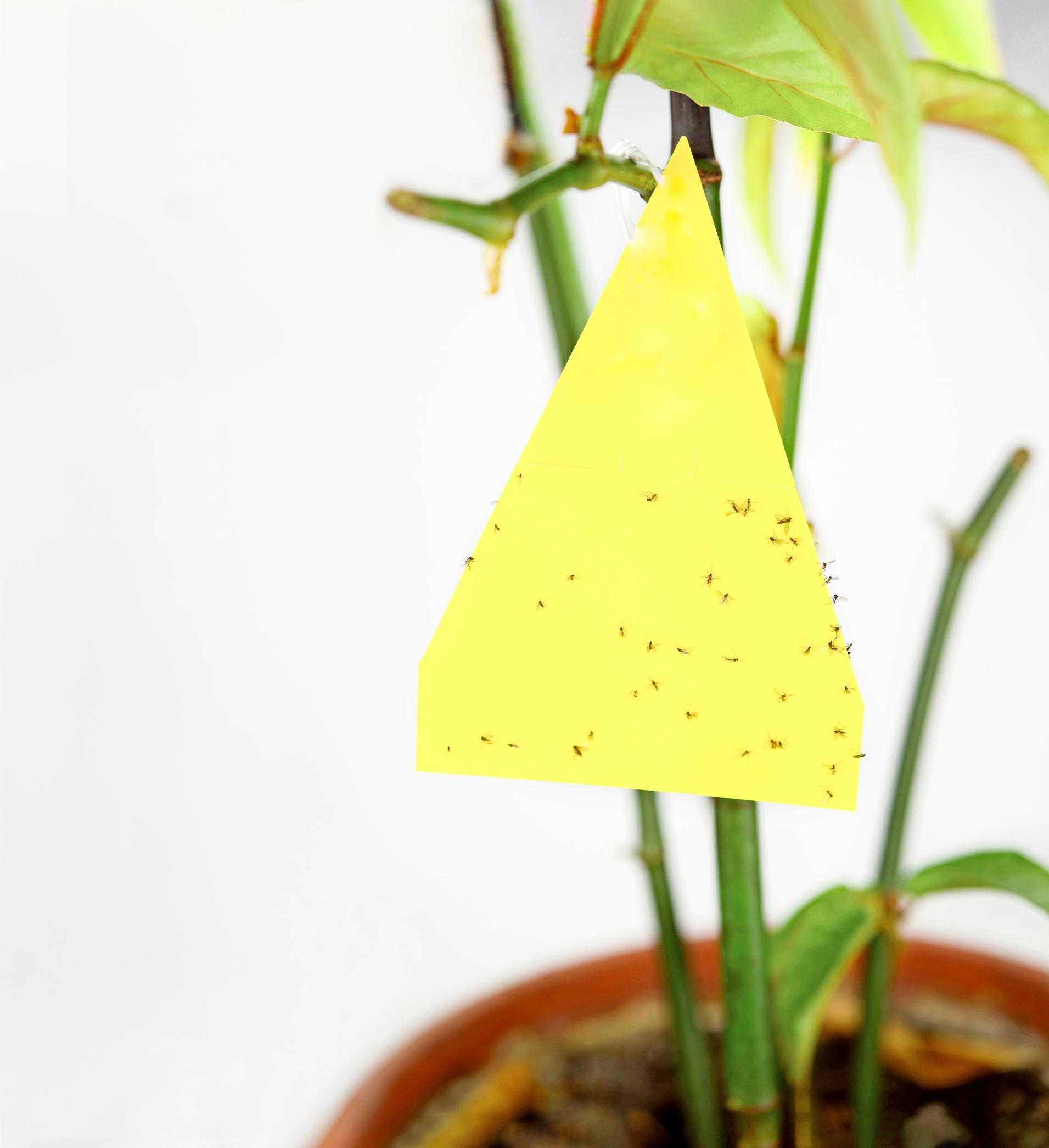 Fungus gnats on a sticky trap.