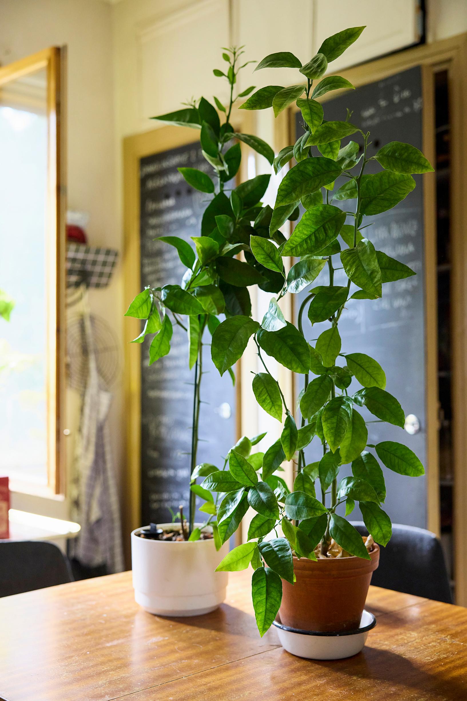 Houseplants from spices and fruit seeds: Rubbing a blood orange leaf releases a lemony aroma.