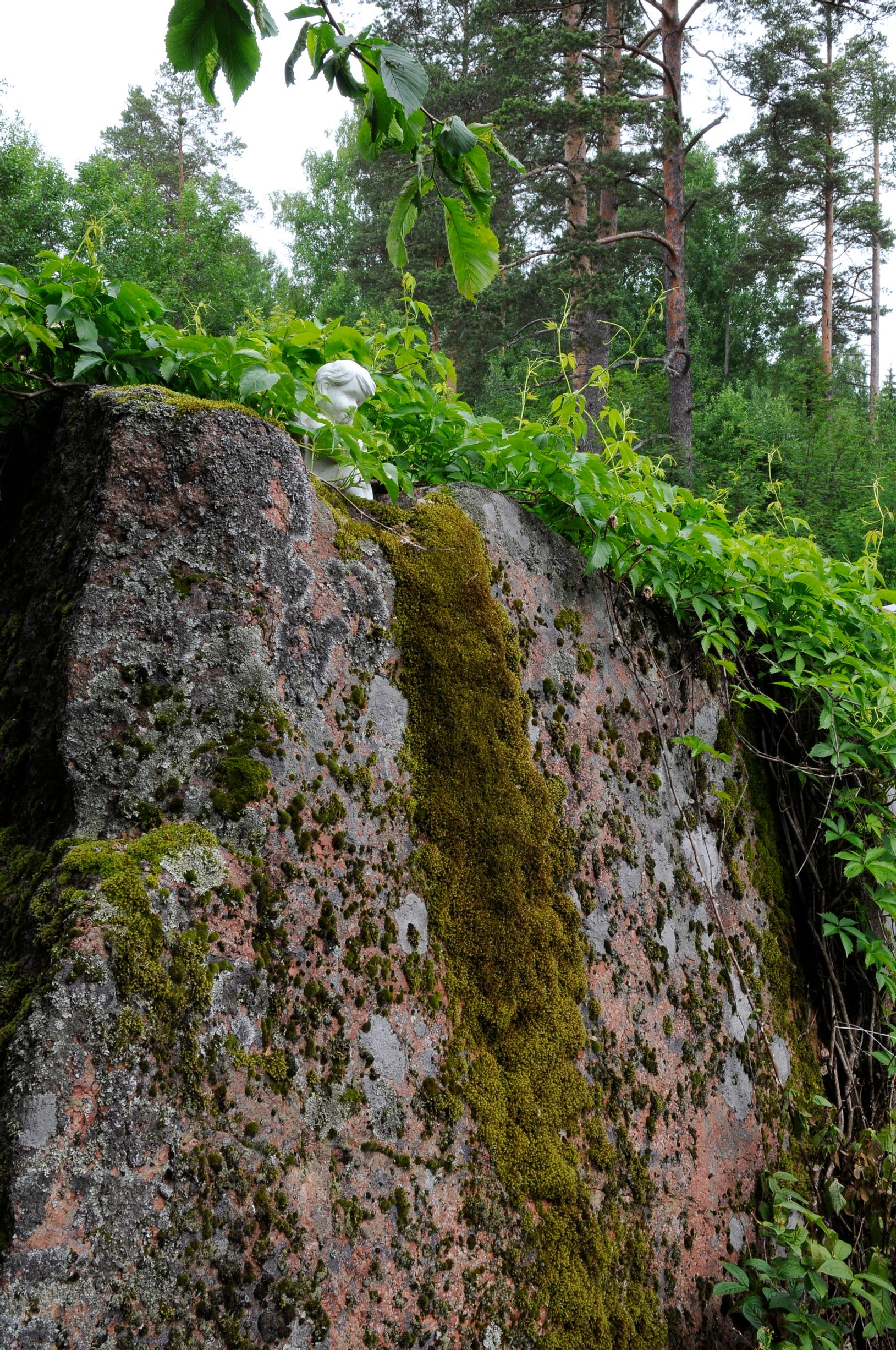 Moss cascading over a rock