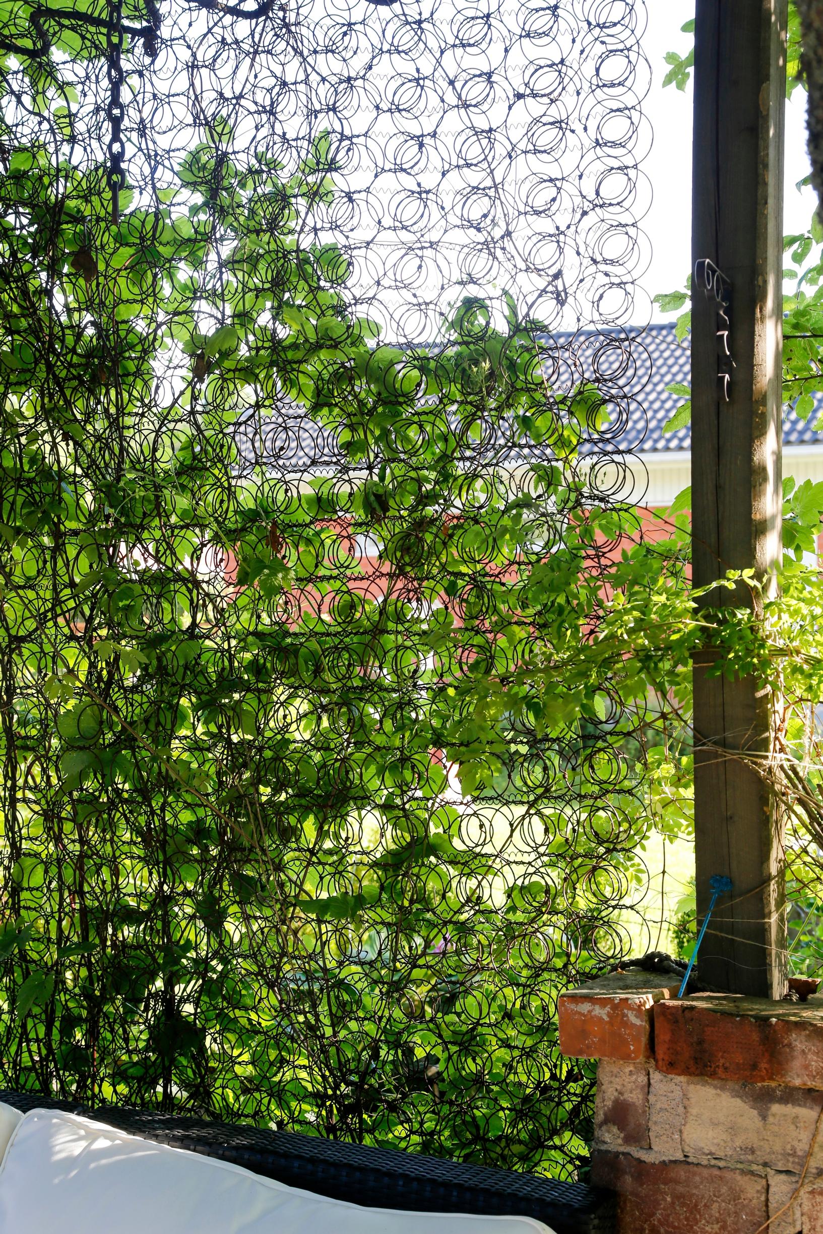 Support for climbing plants: Vine support made from old mattress springs