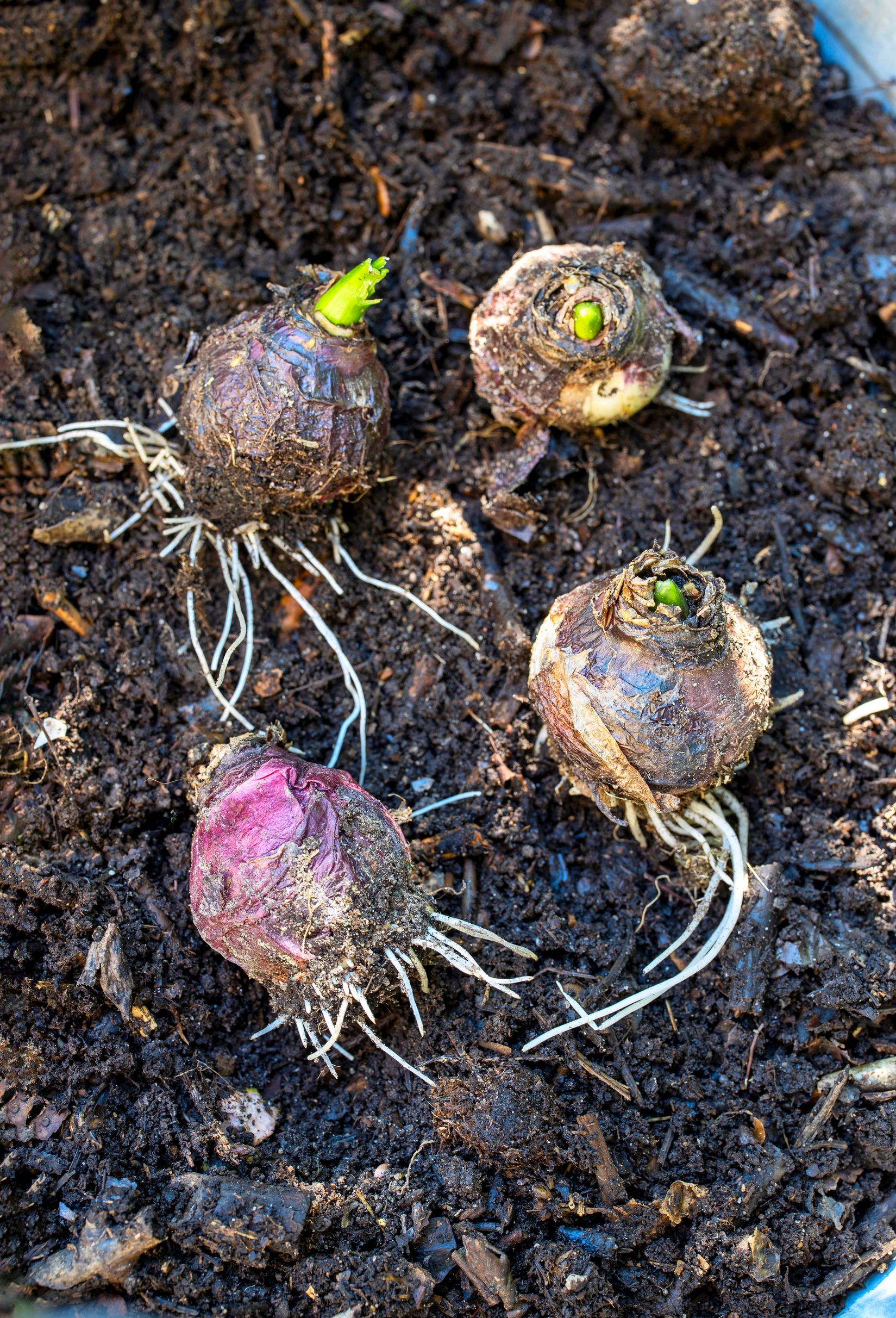 Using compost soil