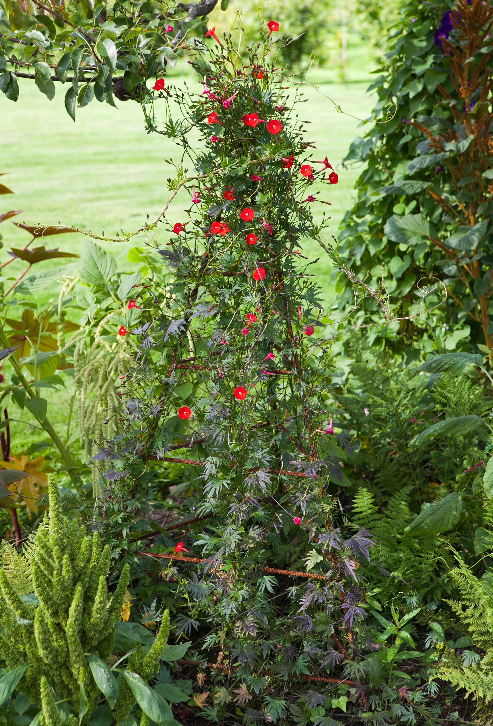 Support for climbing plants: Vine support welded from rebar rods