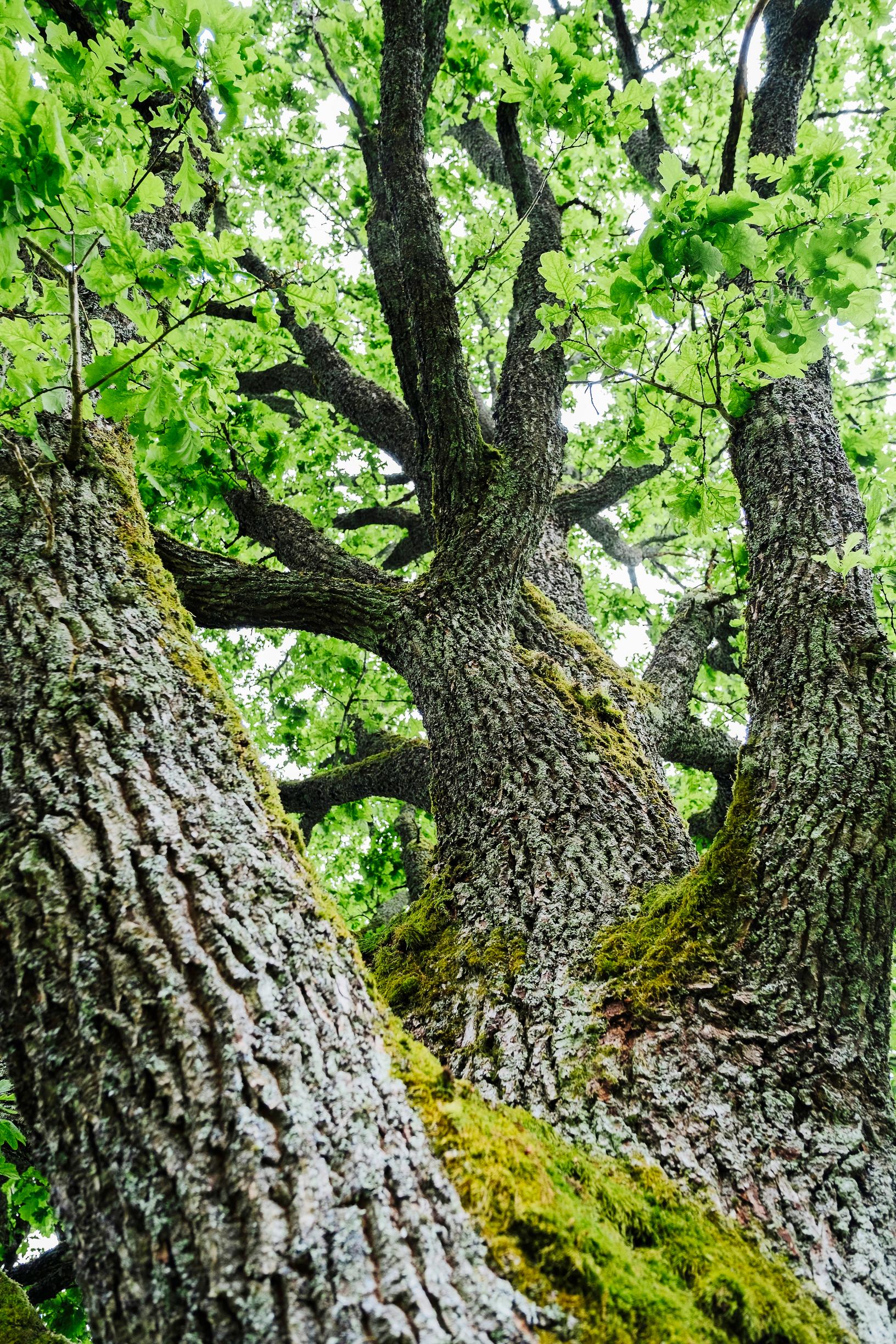 the mossy trunk of an old oak