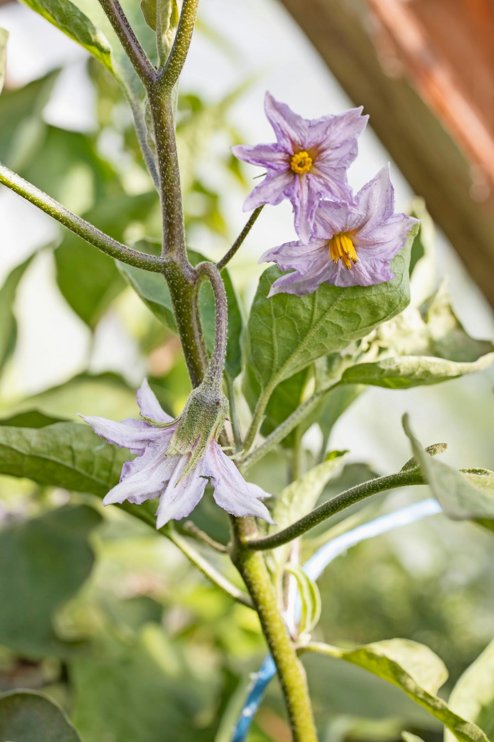 Eggplant flowers