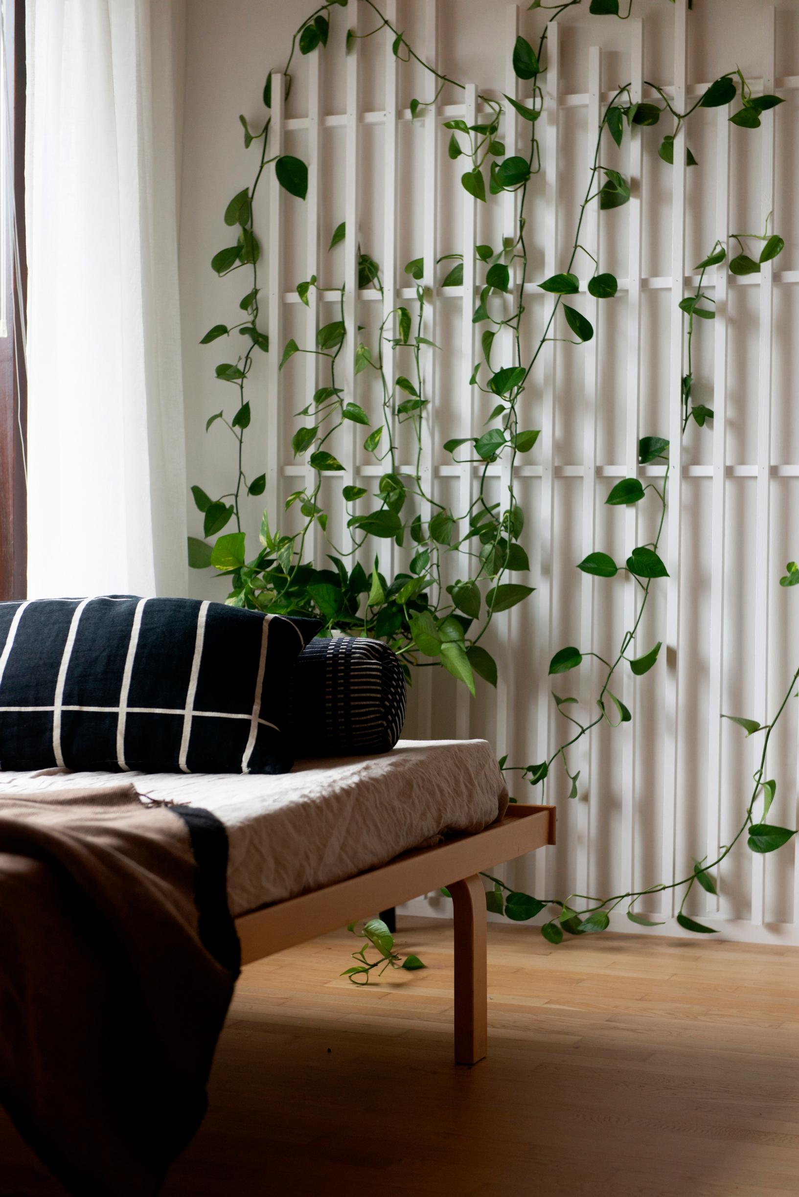 Image of a handmade slatted wall with a golden pothos plant.