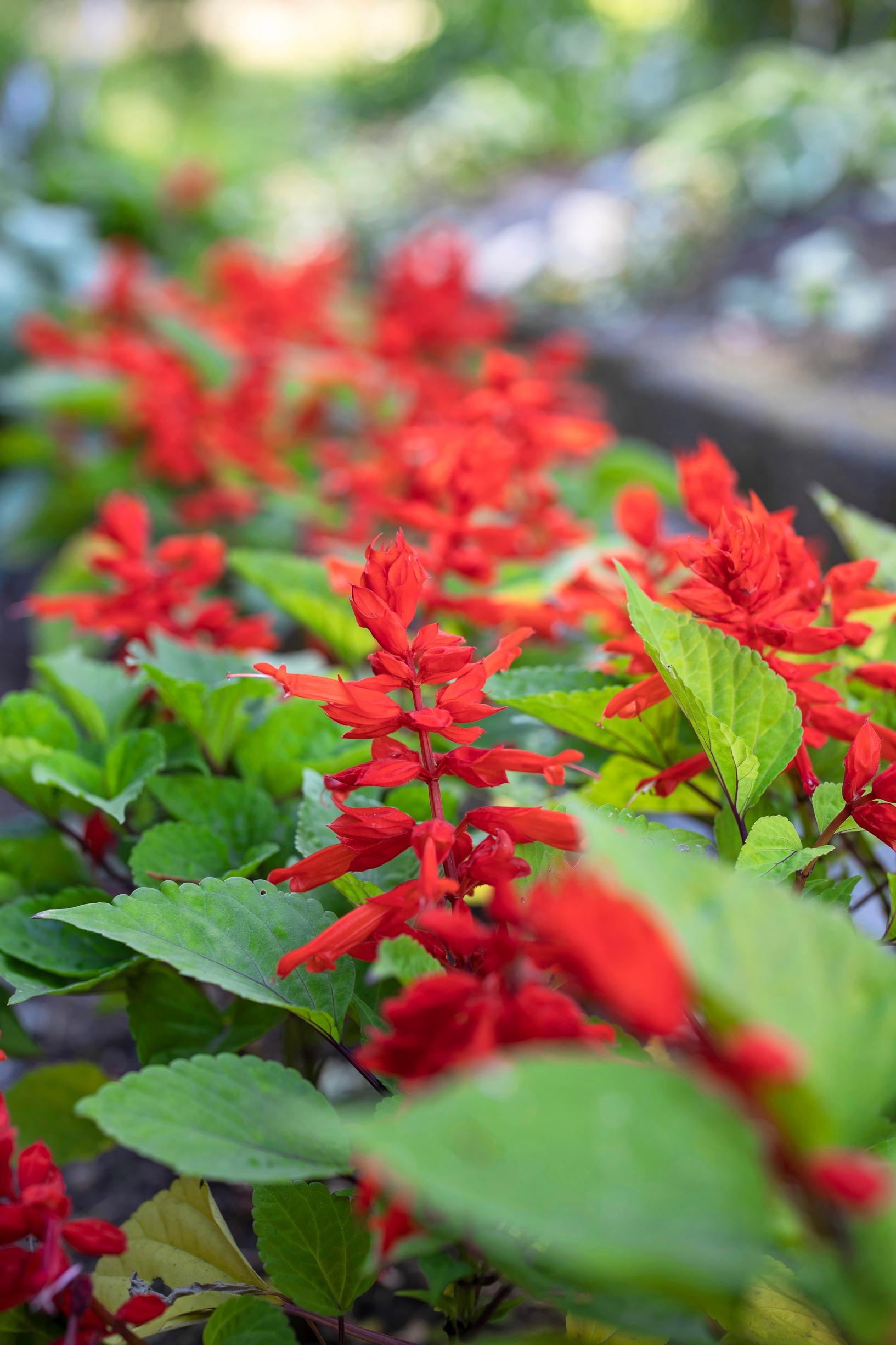 Bright red scarlet sage in the apartment building garden
