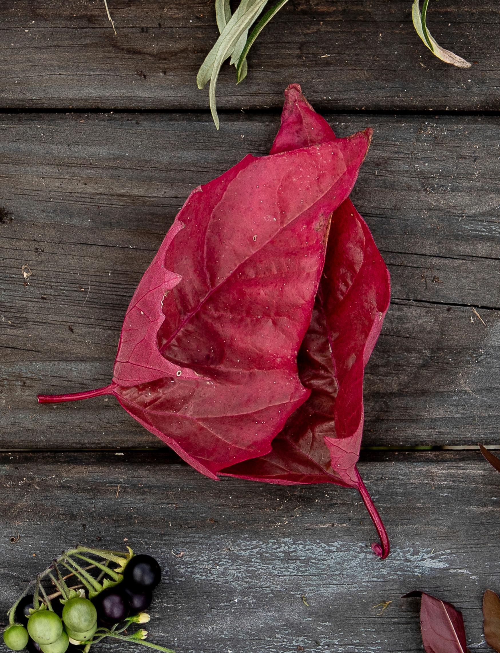Garden orache leaves