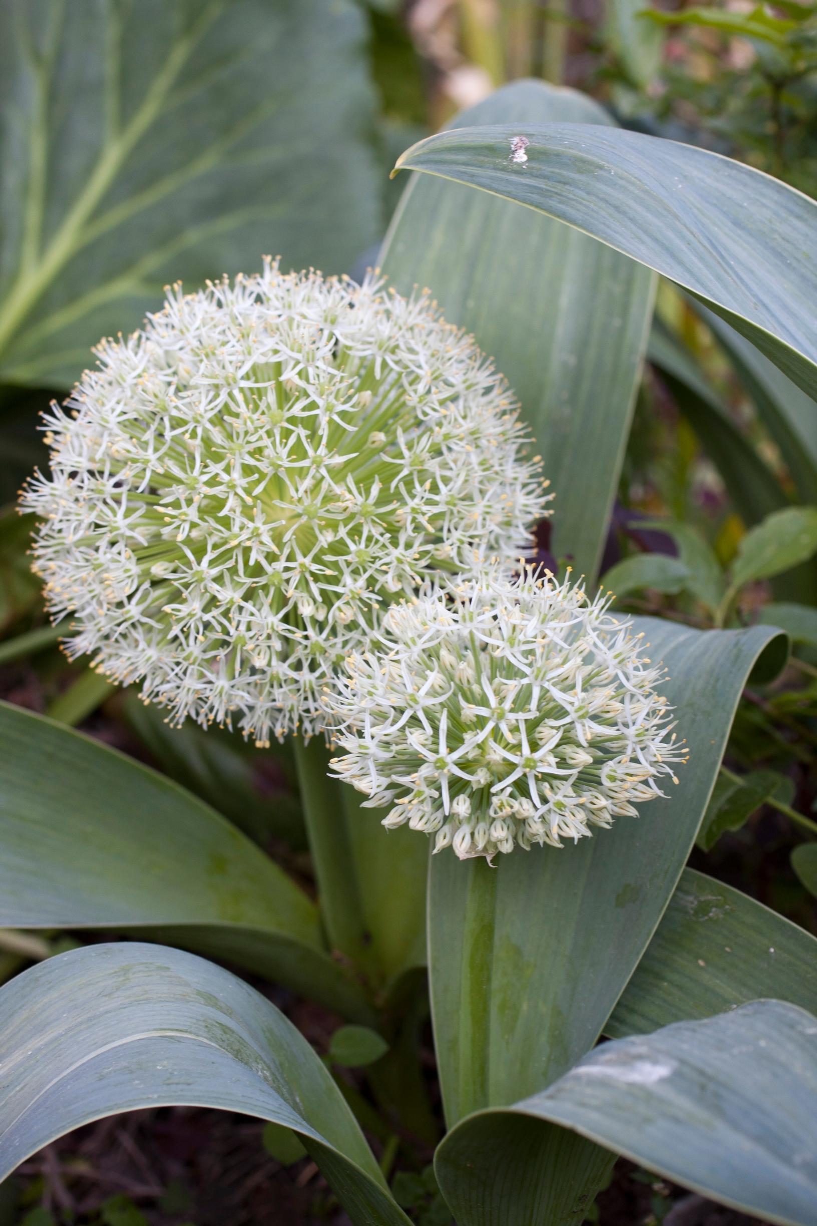 Kara Tau garlic ‘Ivory Queen’