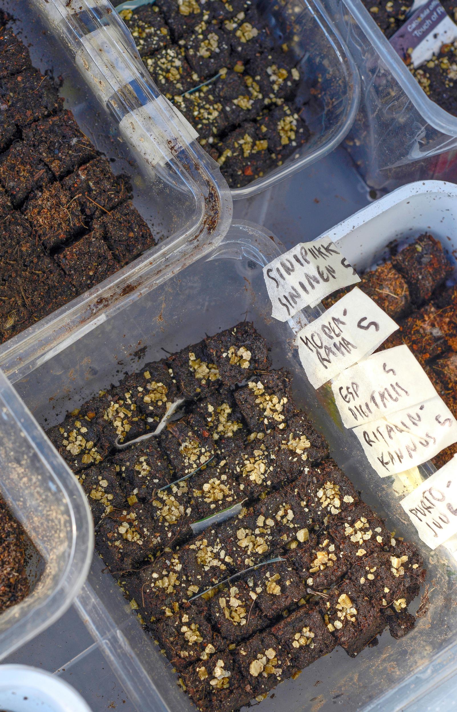 Vermiculite on top of sowings.