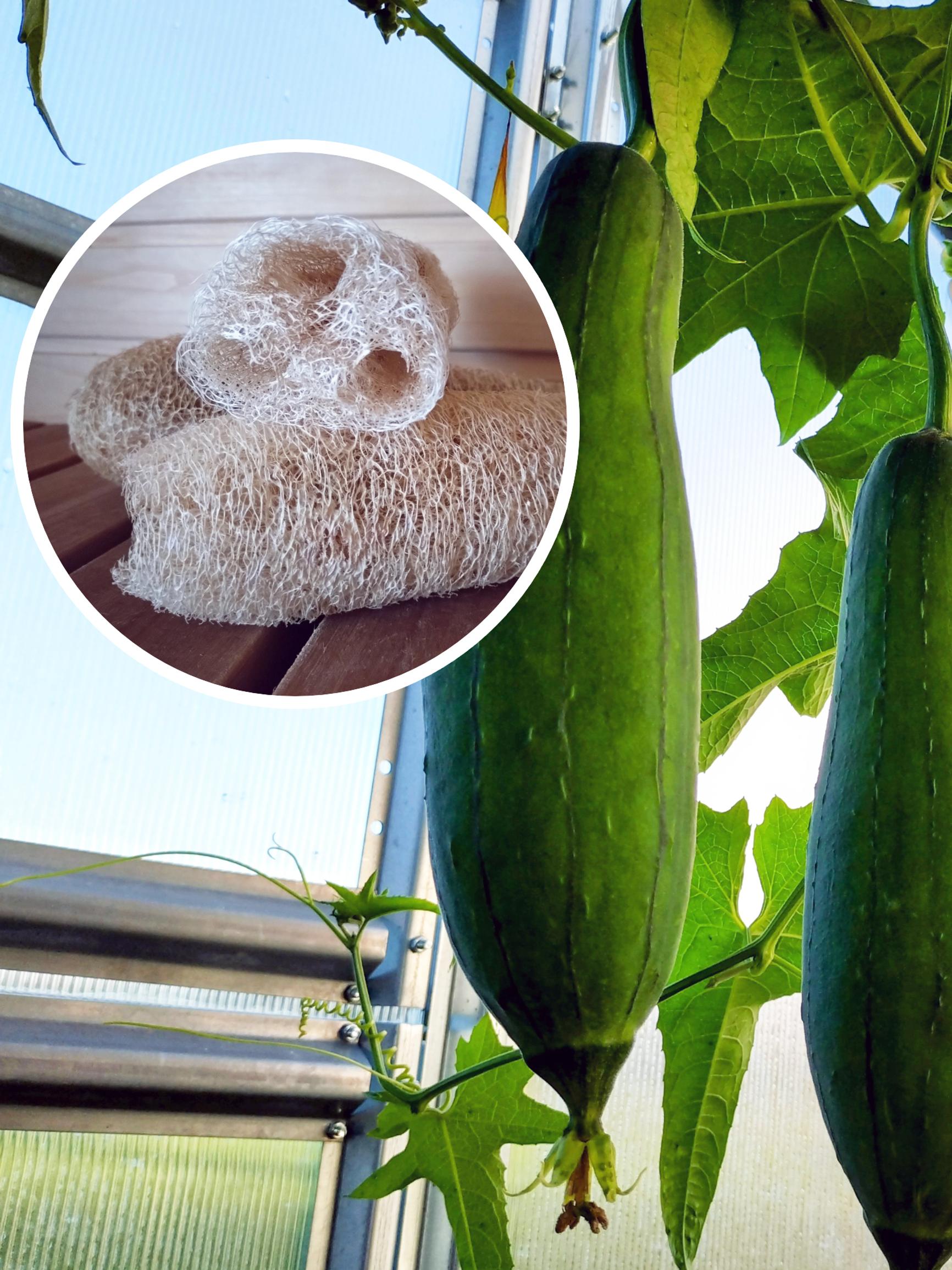 Loofahs for the family: “Two months after sowing, they were climbing the curtains”