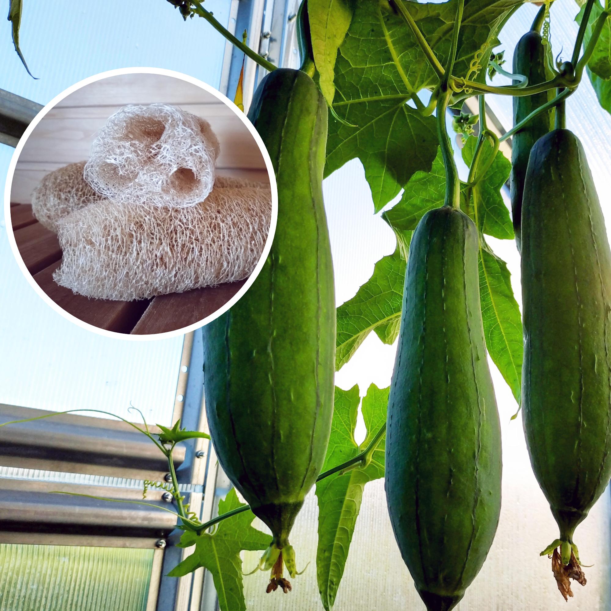 Loofahs for the family: “Two months after sowing, they were climbing the curtains”