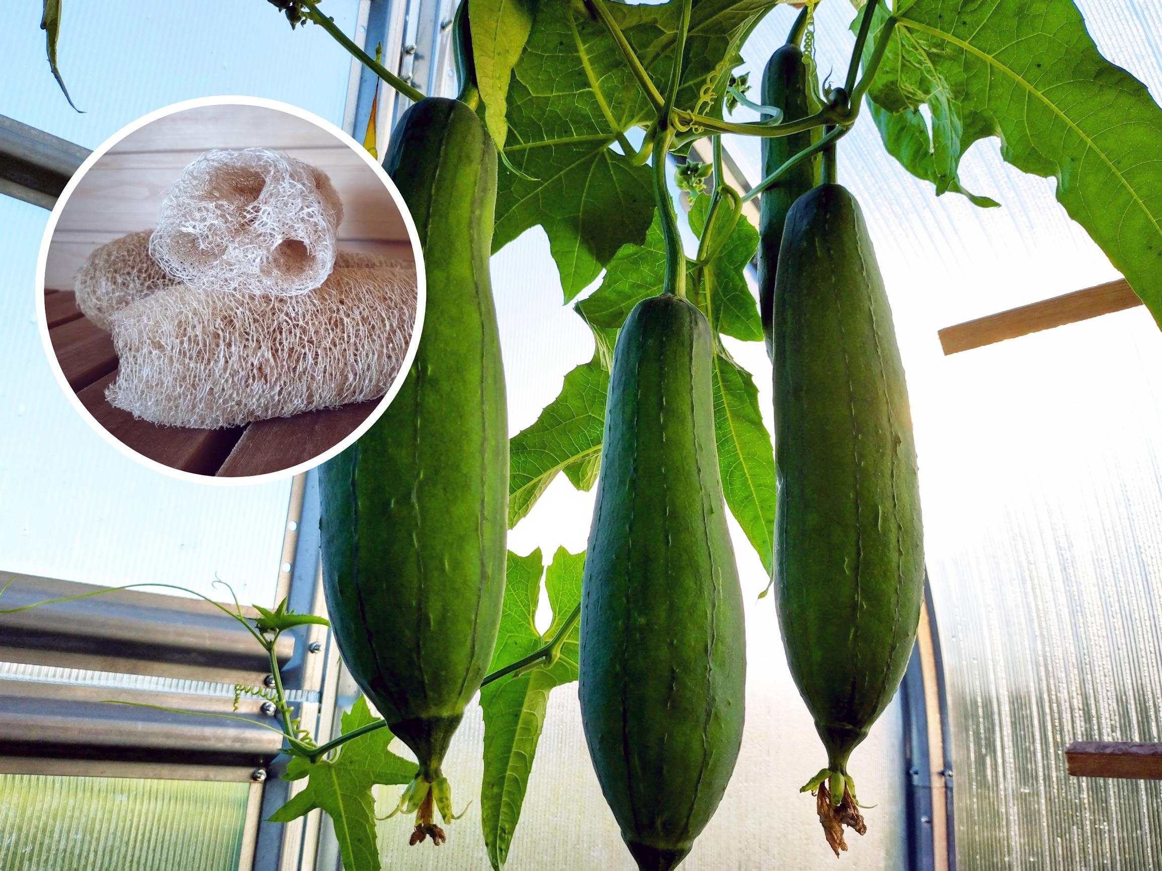 Loofahs for the family: “Two months after sowing, they were climbing the curtains”