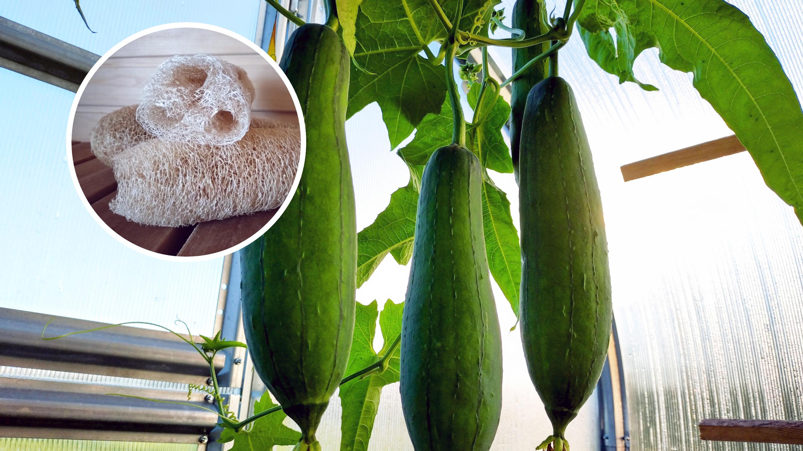 Loofahs for the family: “Two months after sowing, they were climbing the curtains”