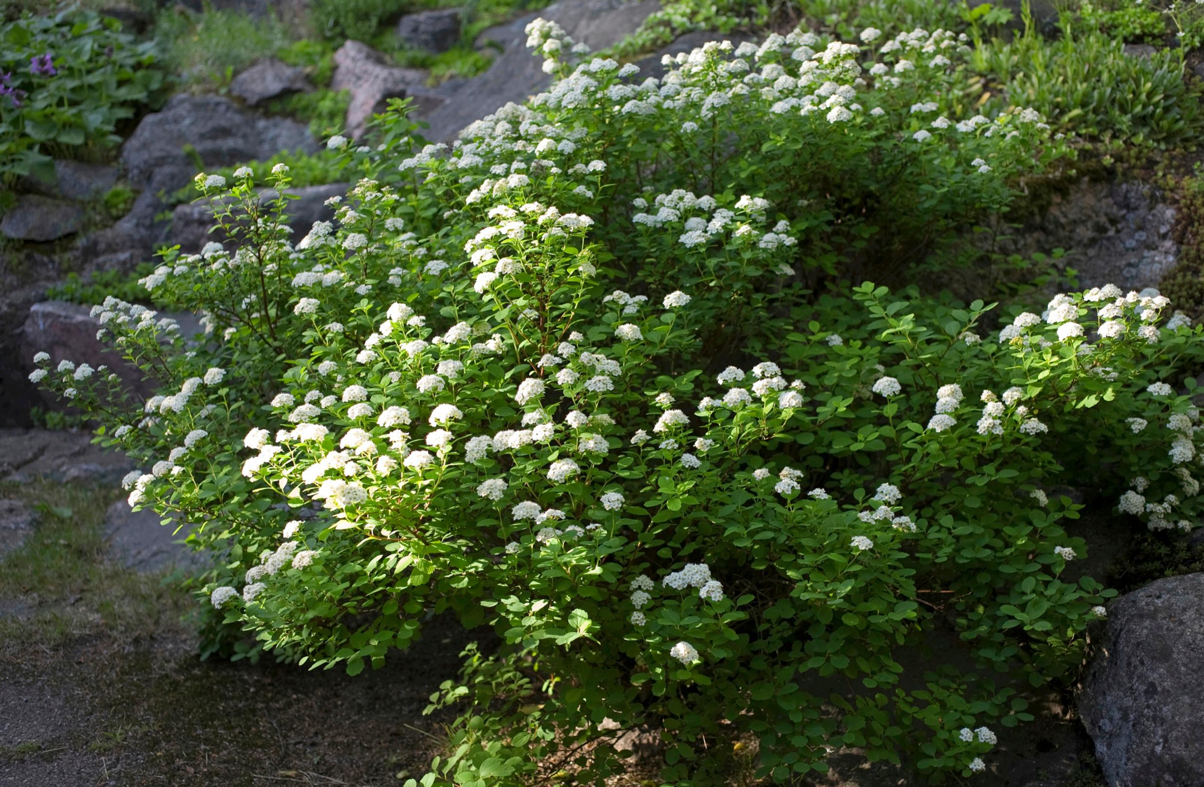japanese garden: koivuangervo
