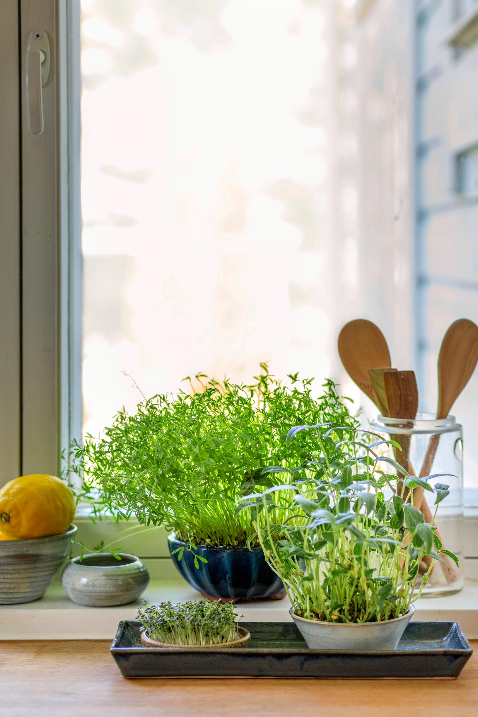 how to grow sprouts
