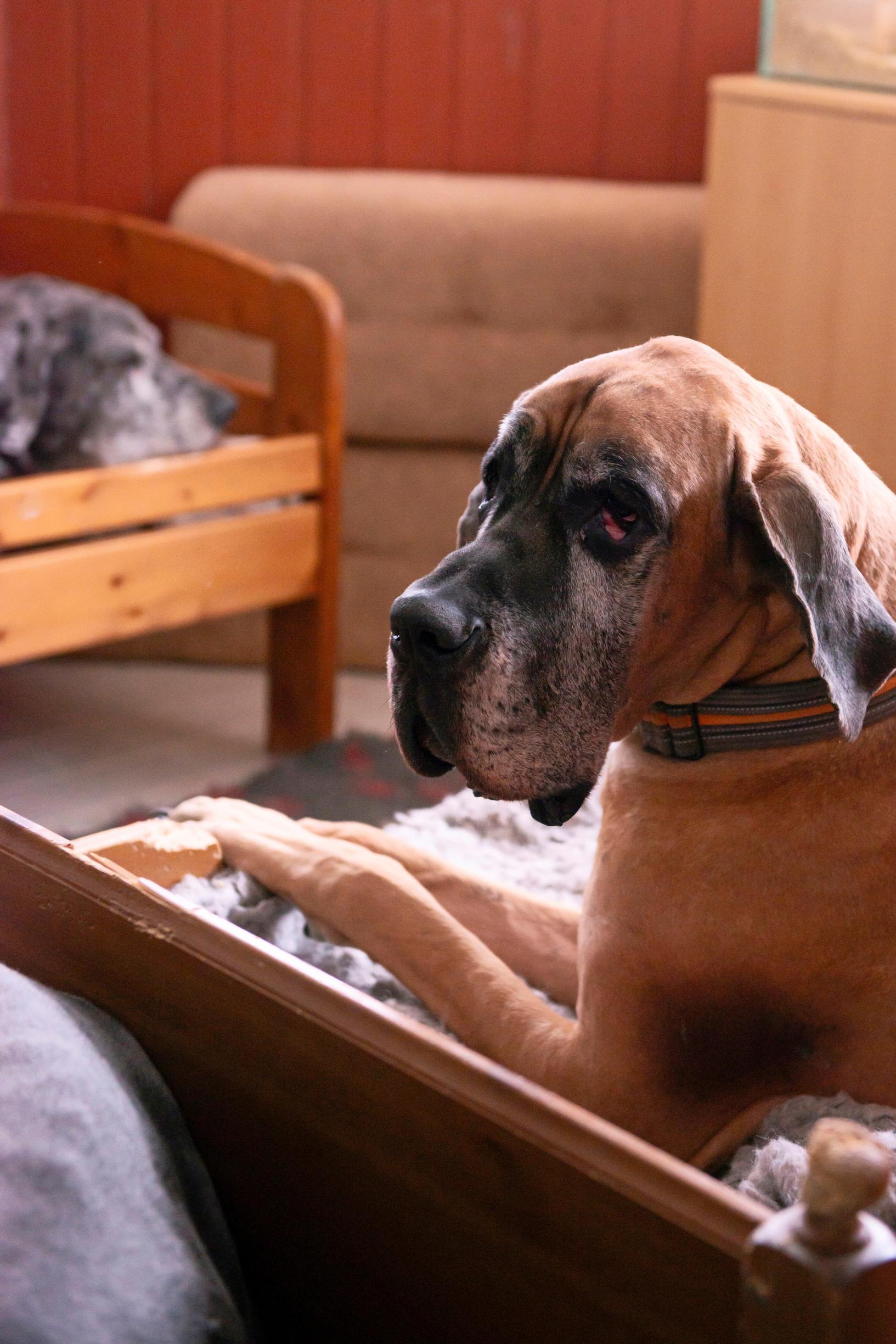 a dog sprawls on its bed