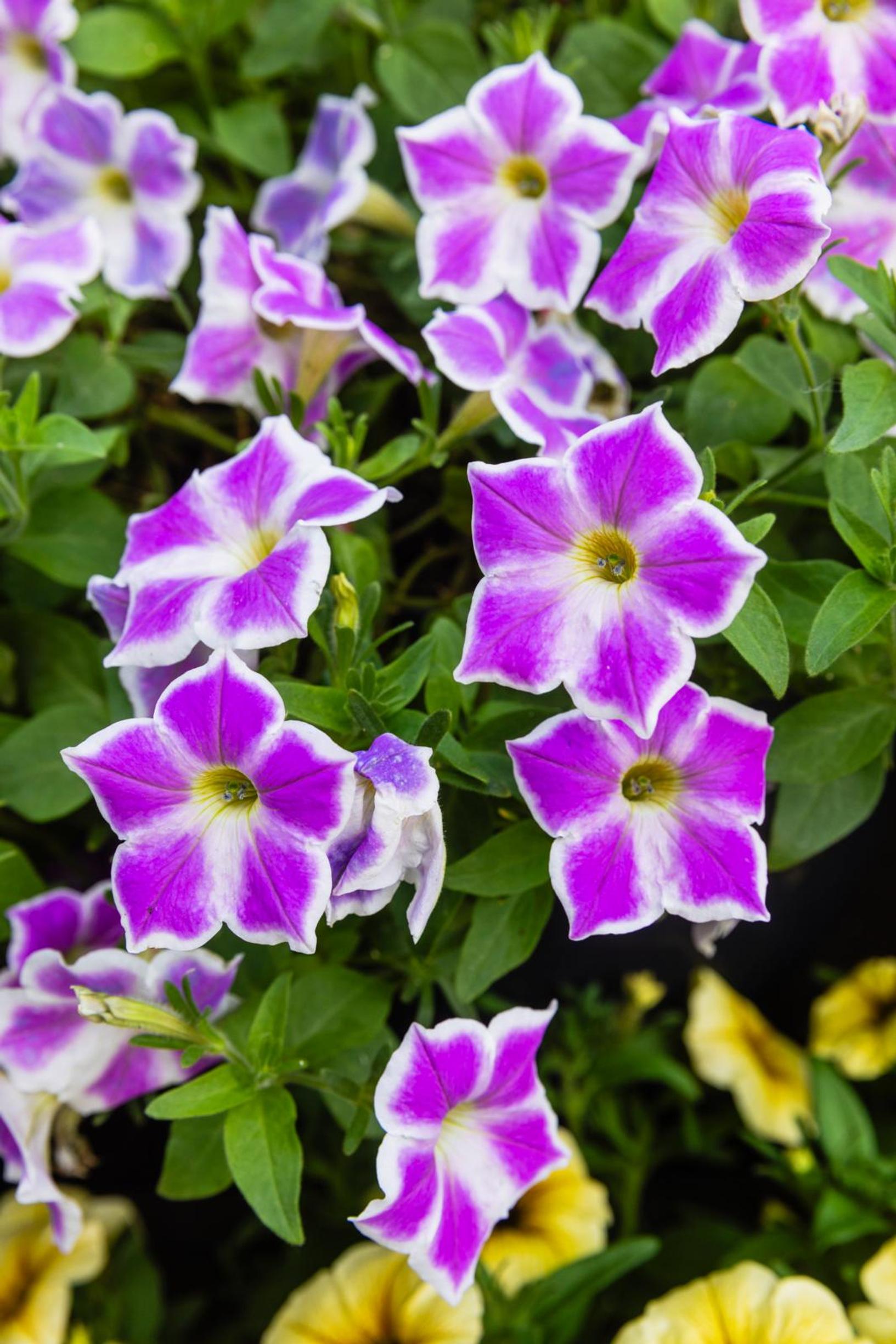Two-toned petunia