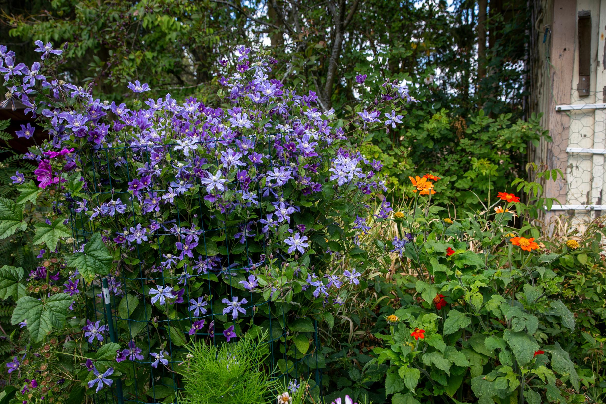 clematis ‘Arabella’ blooms from July well into fall.