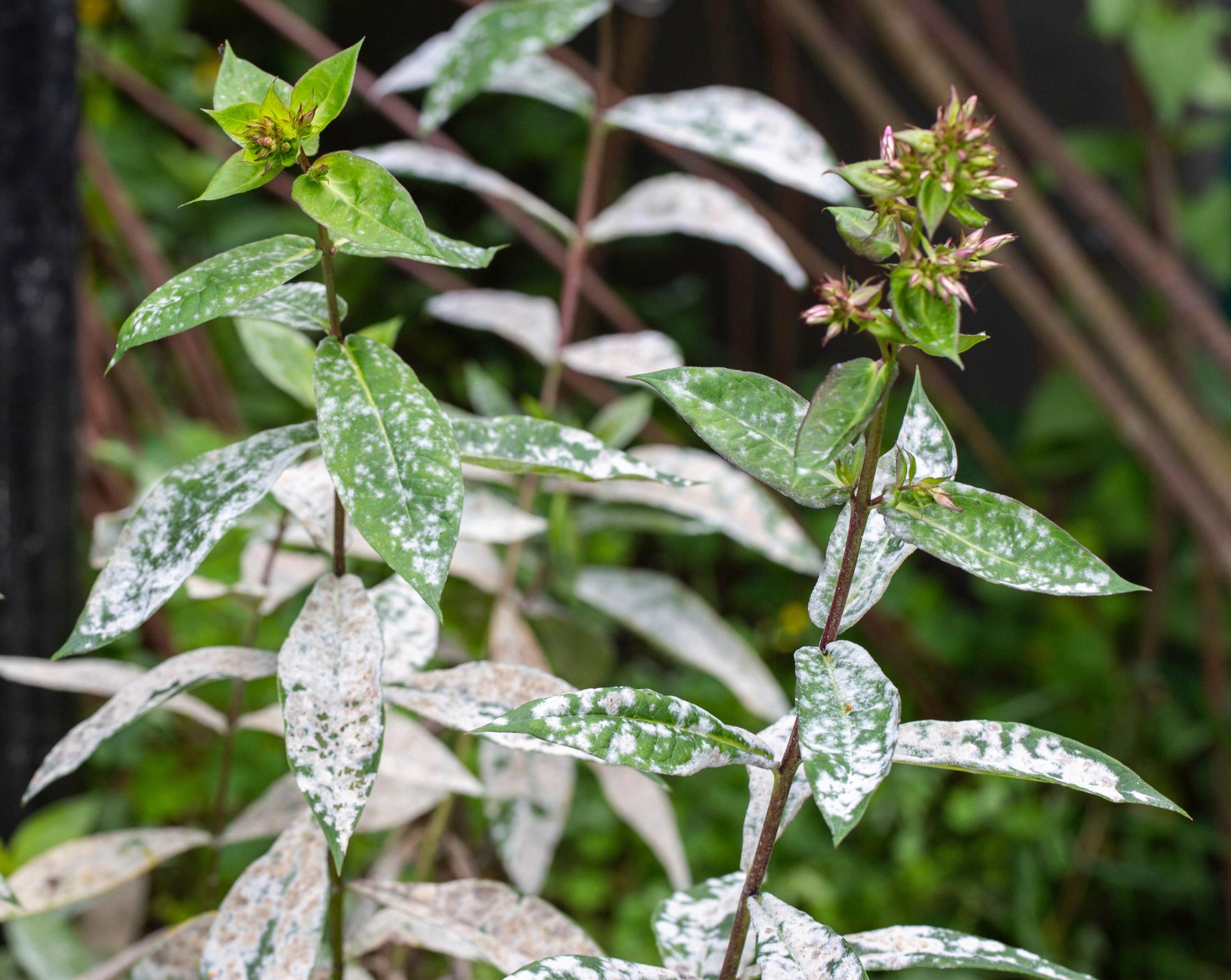 Powdery mildew on phlox